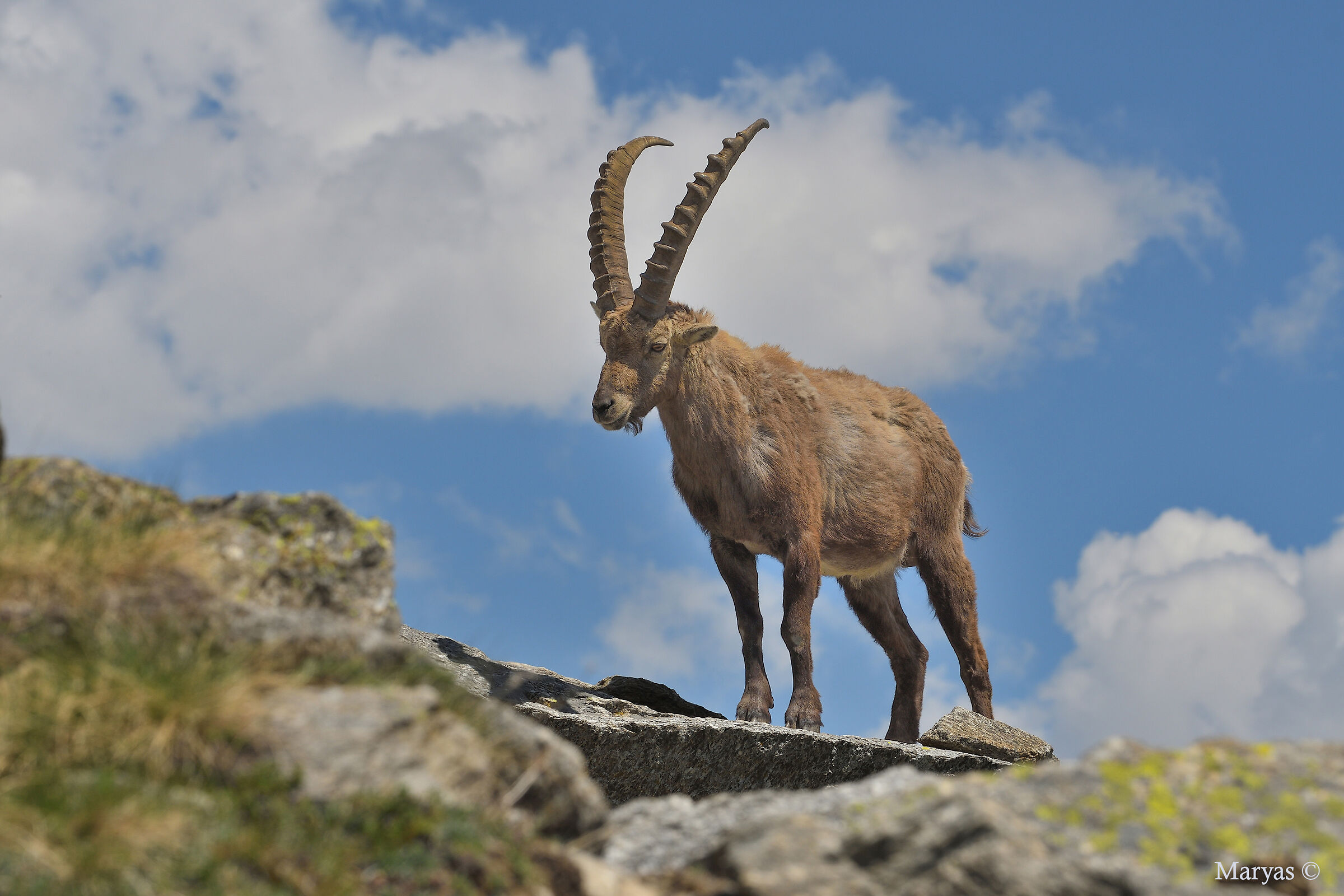 Ibex