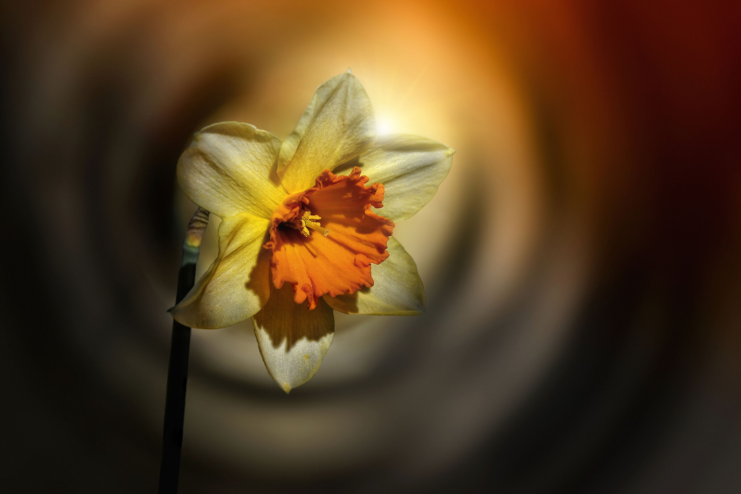 Girandola in fiore