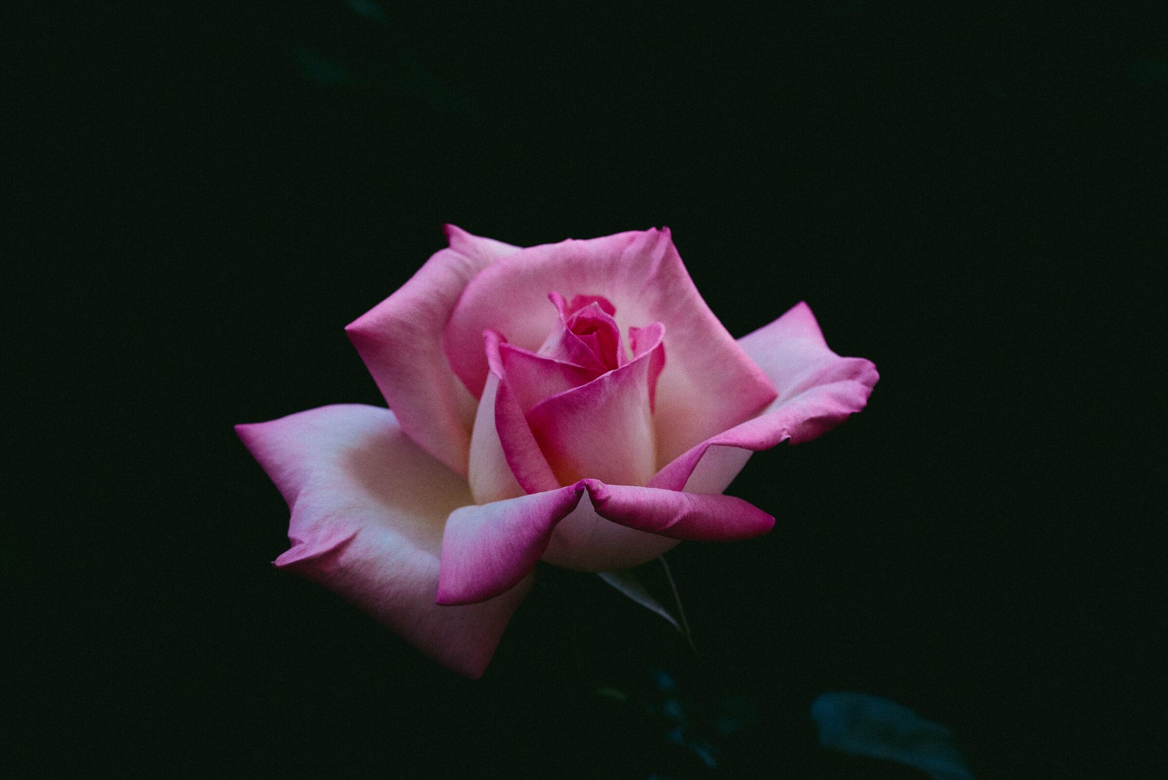 Black and white and pink