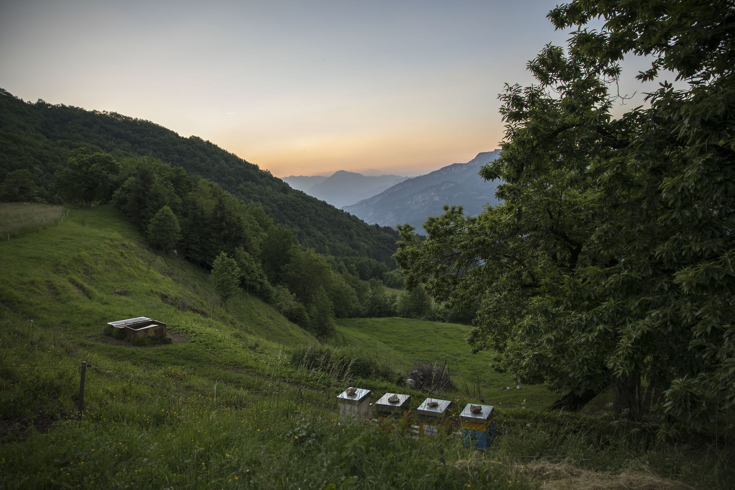 Chestnut trees, peace bees.