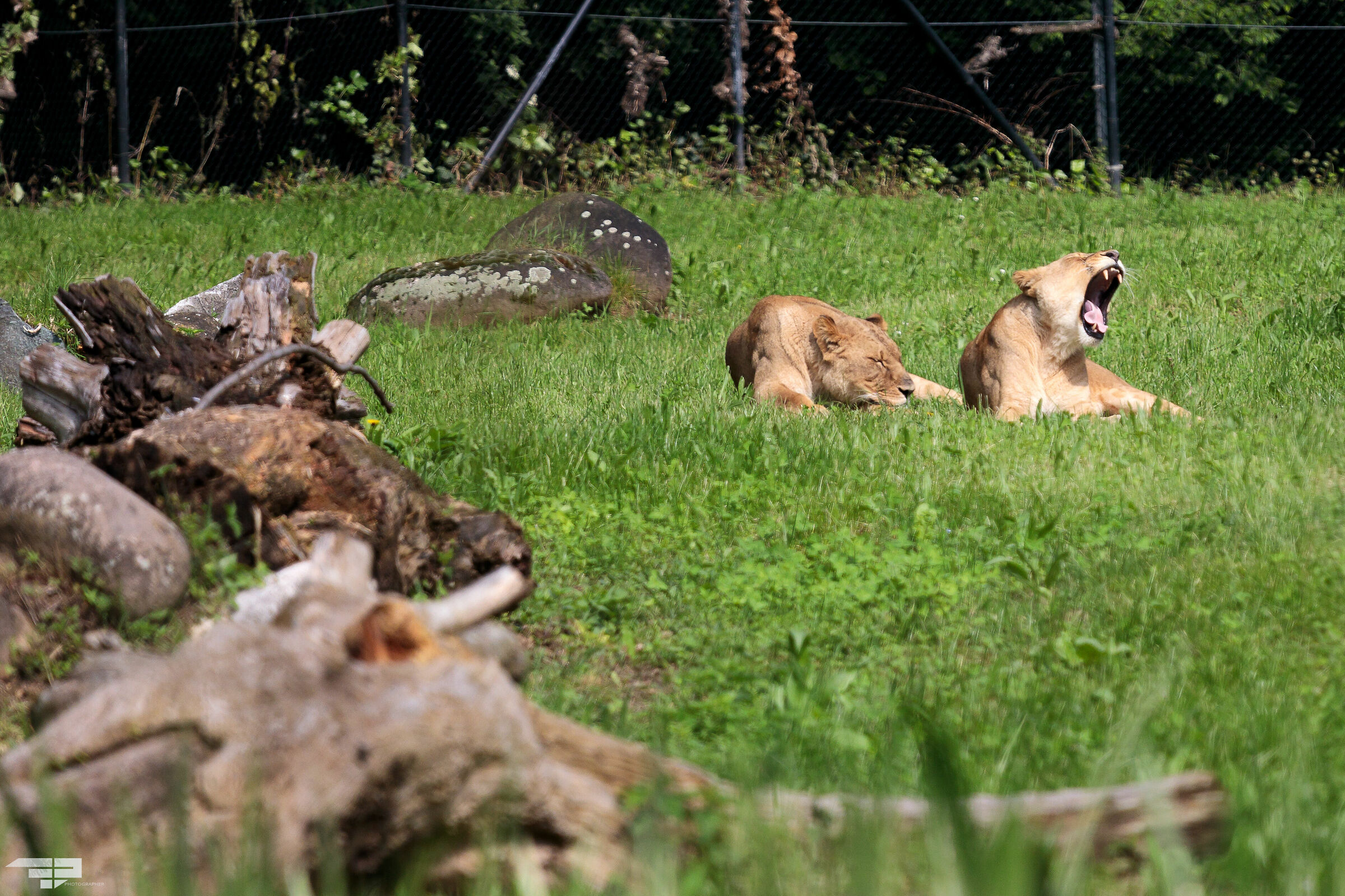 nooooooo il lunediiiiii