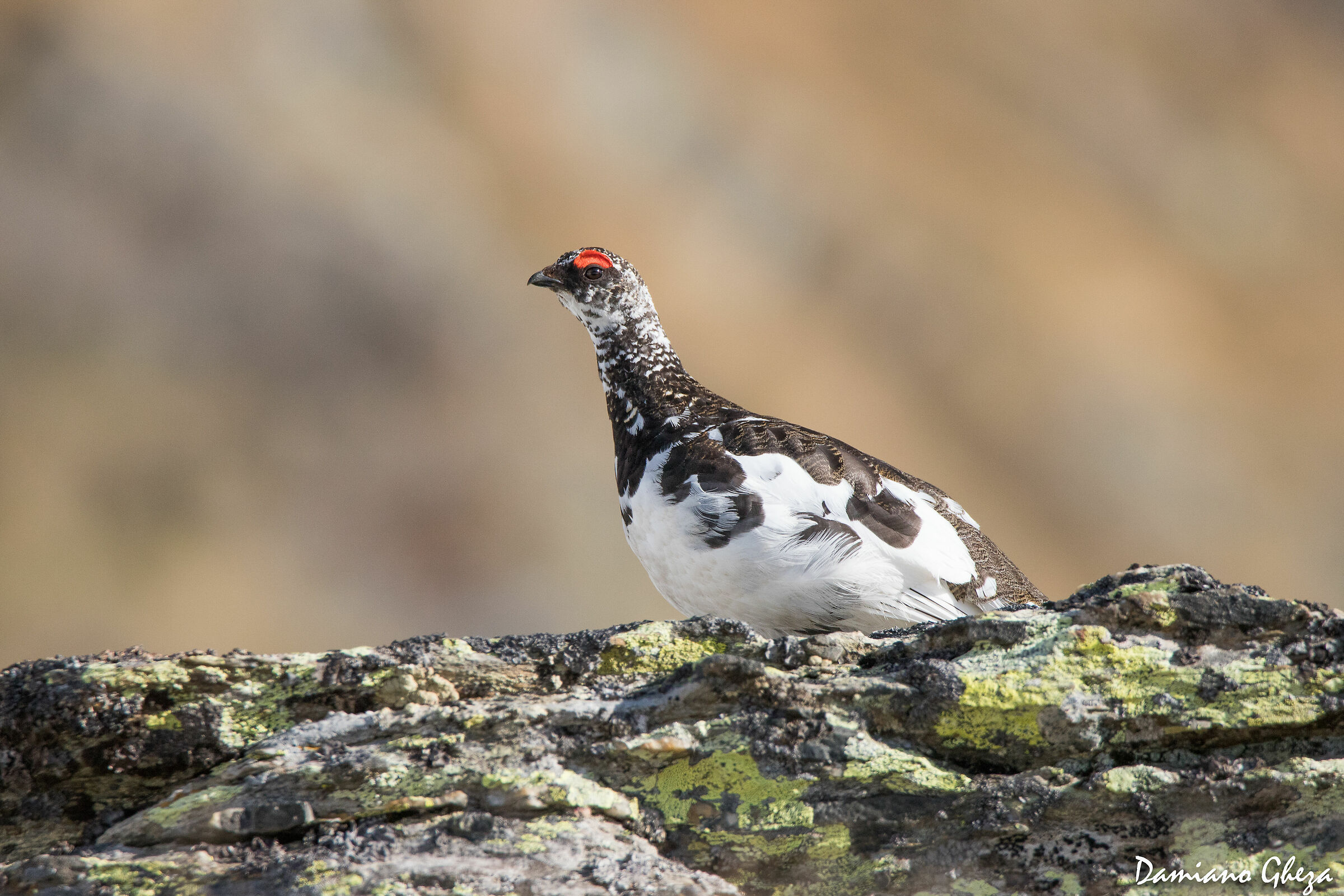 maschio di pernice bianca