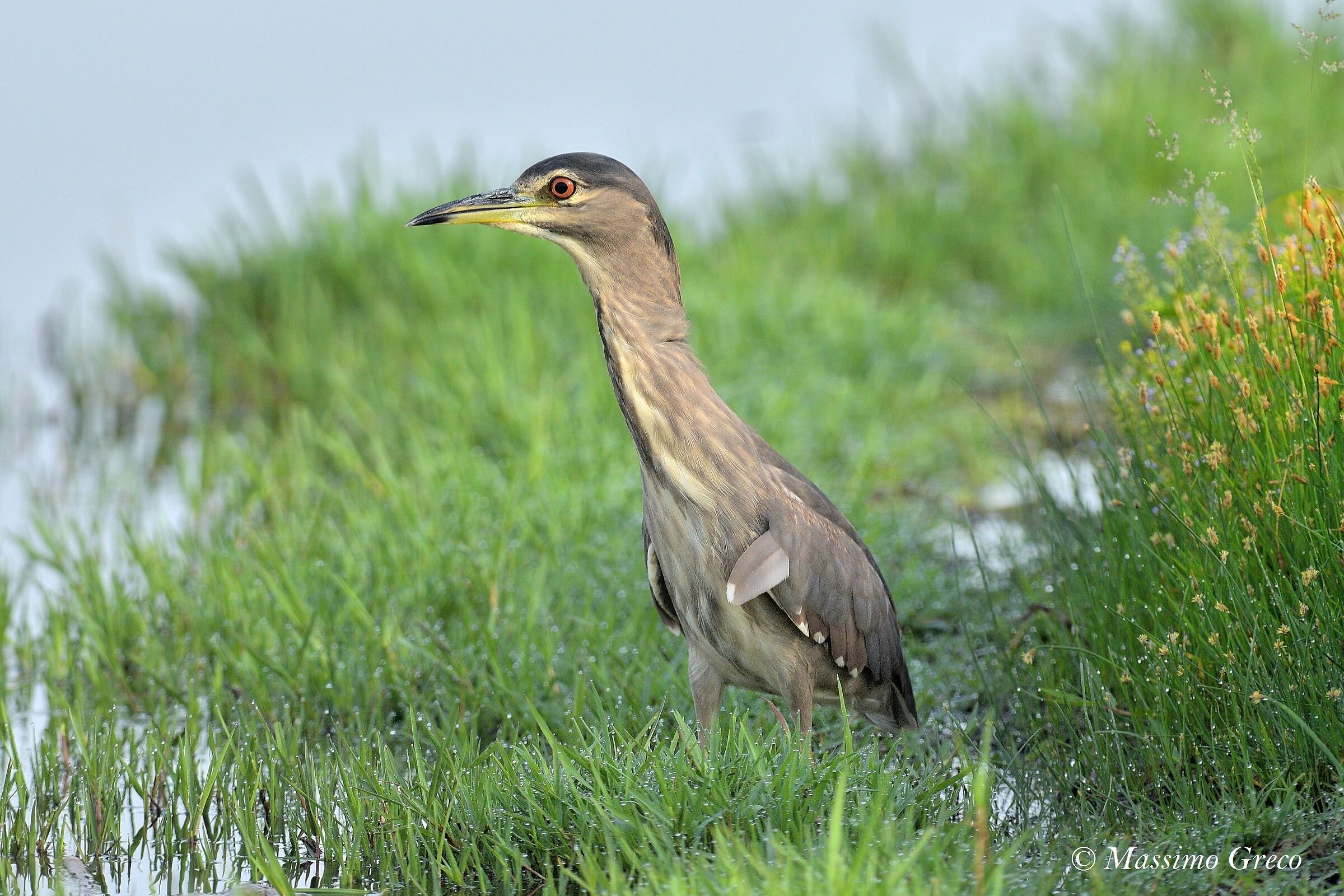 Giovane di Nitticora (Nycticorax nycticorax)