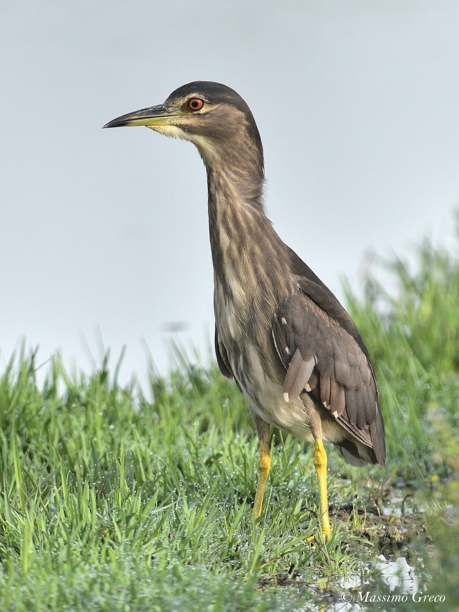 Giovane di Nitticora (Nycticorax nycticorax)