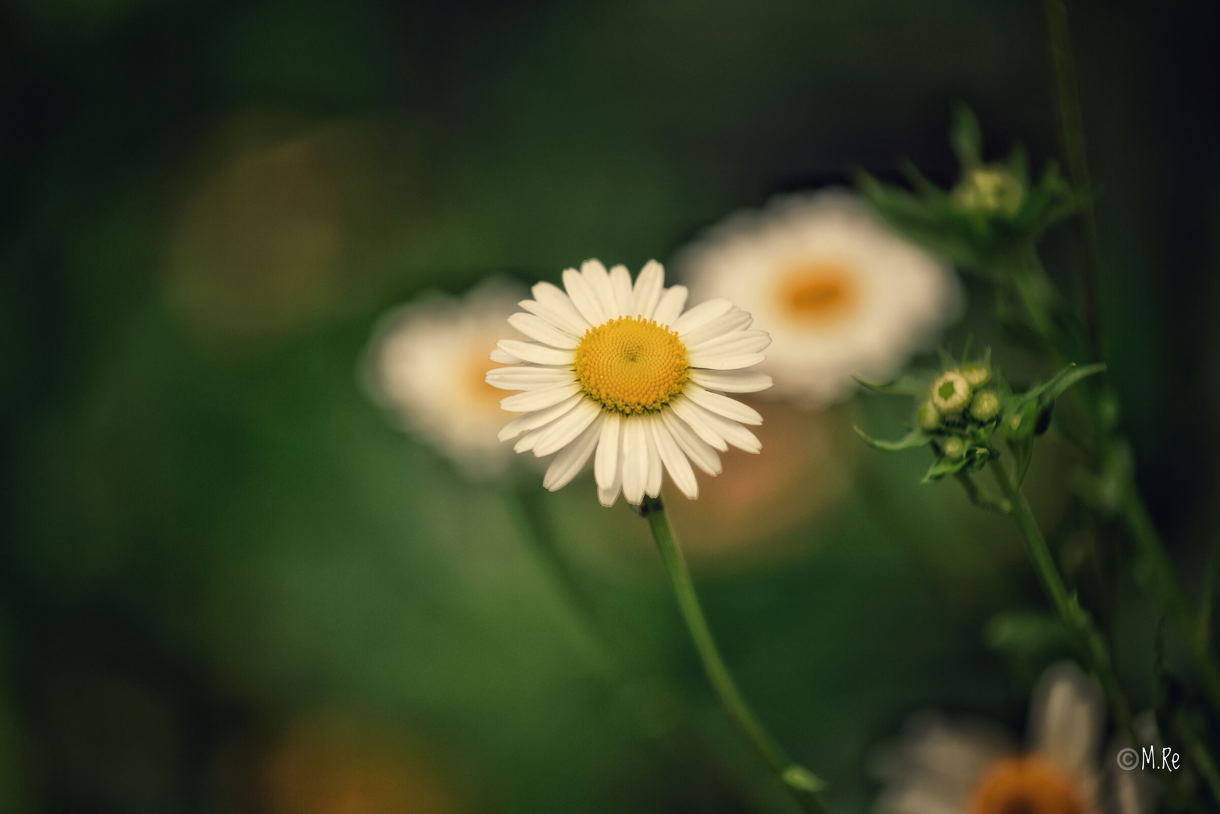 Daisy