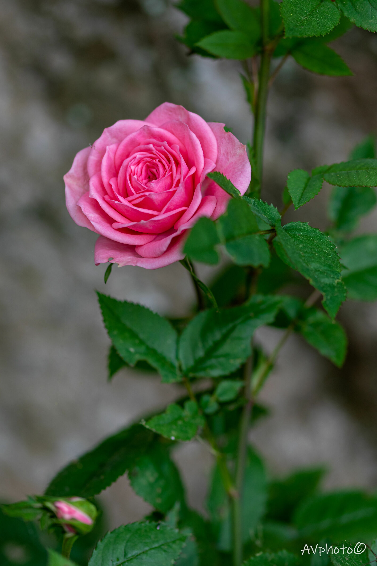 It was there, alone, but beautiful