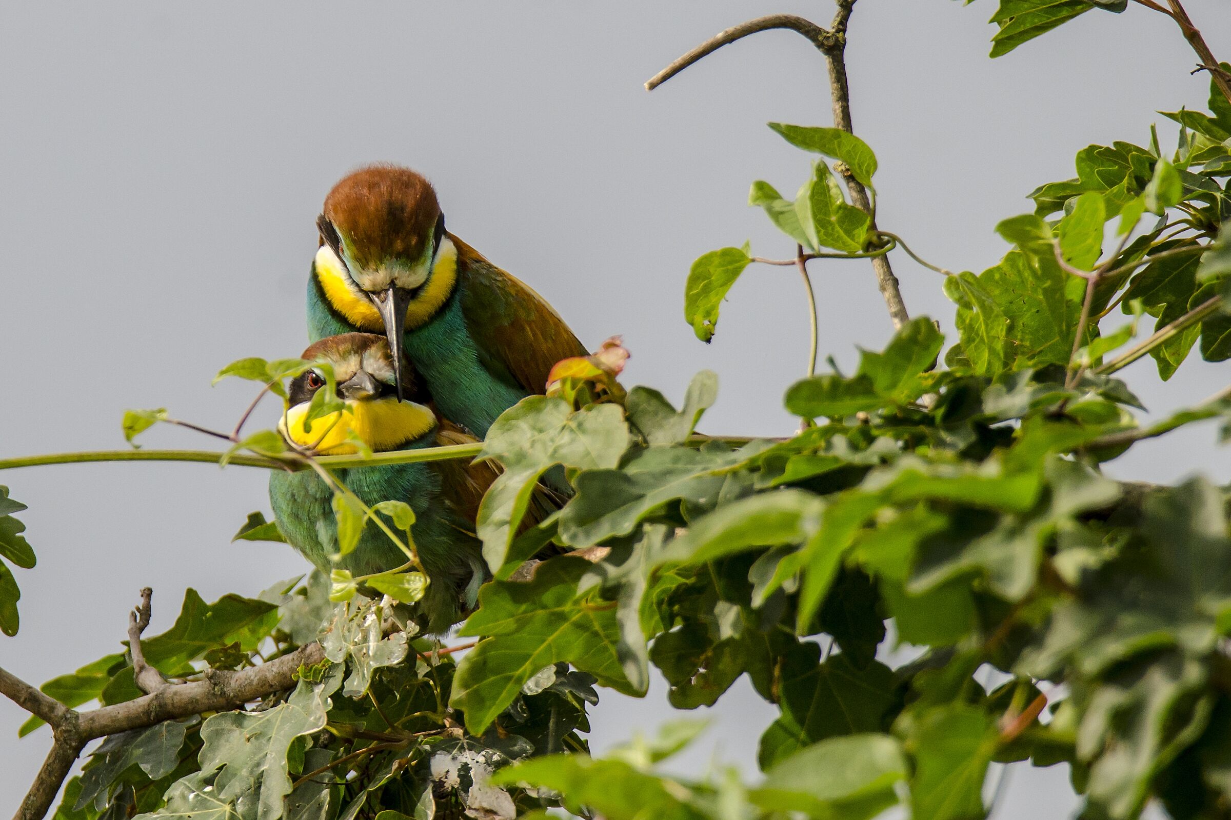 Hei tu !!! Che Gruccio  guardi ???