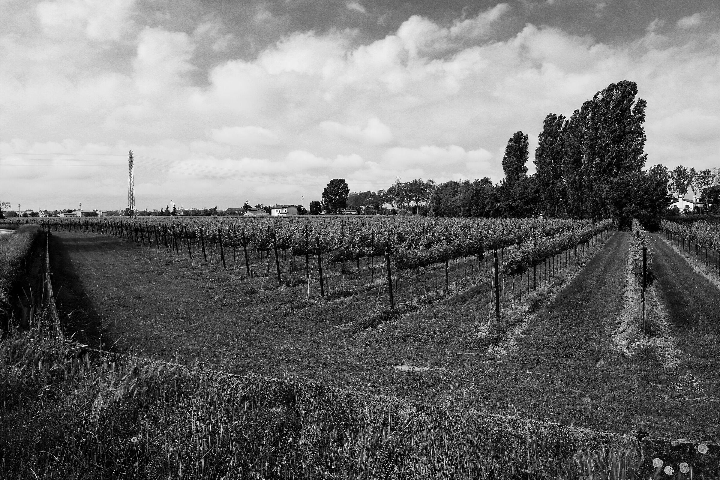 Total Vineyard Viraggiato