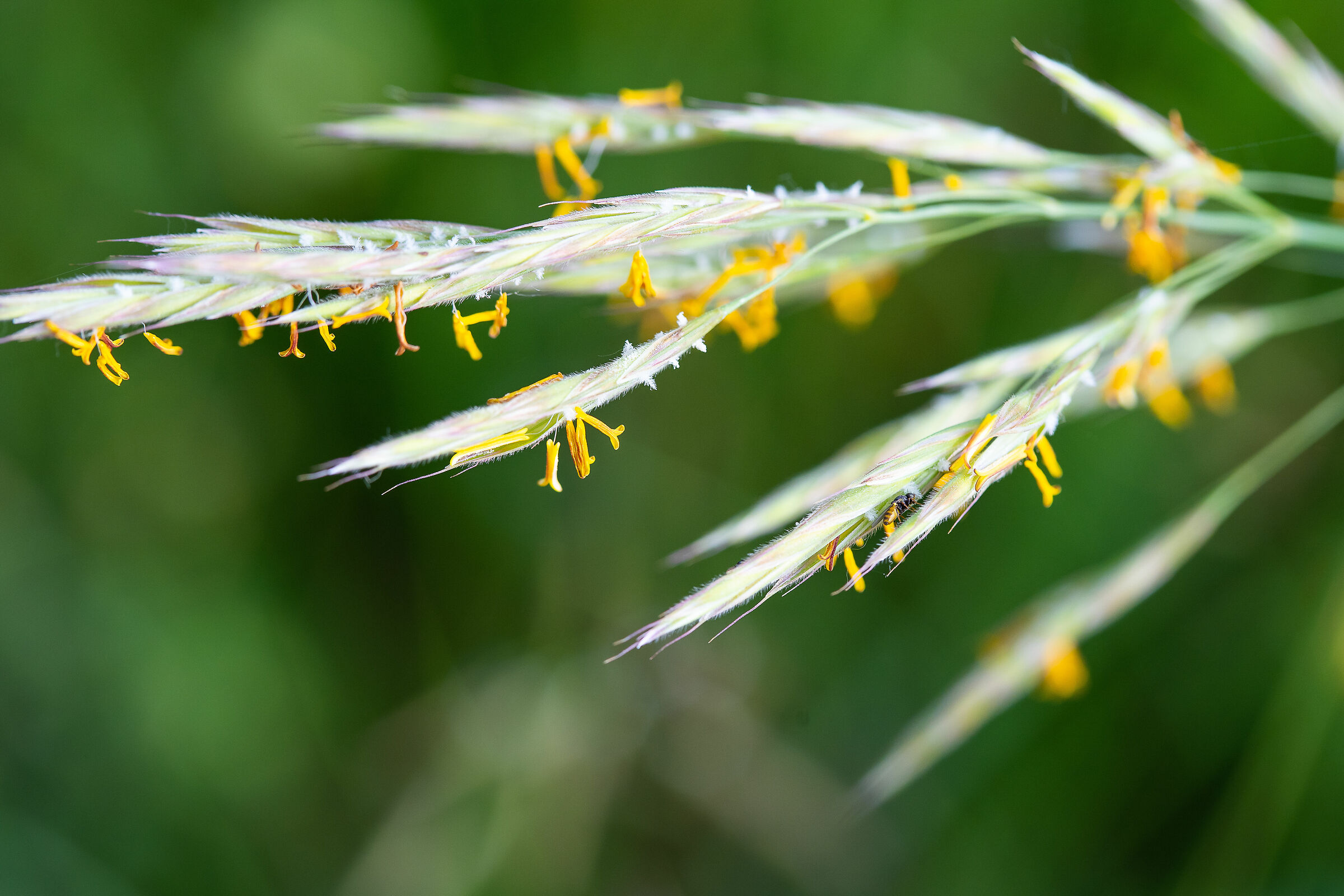 Flowers of Grass pollens