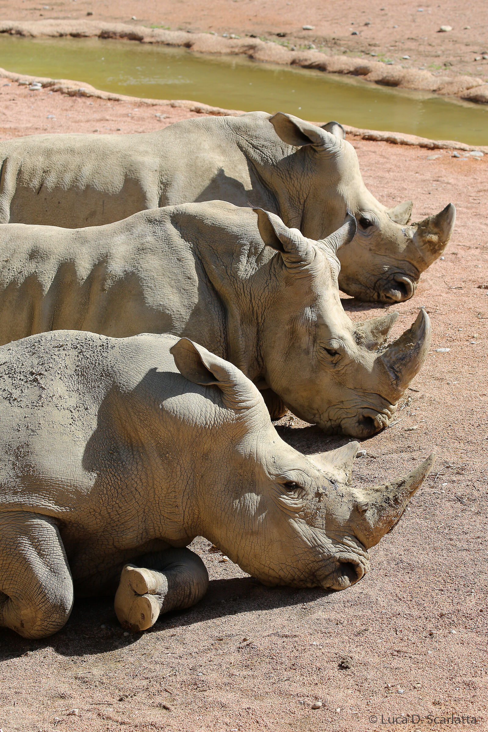 Please arrange to comb