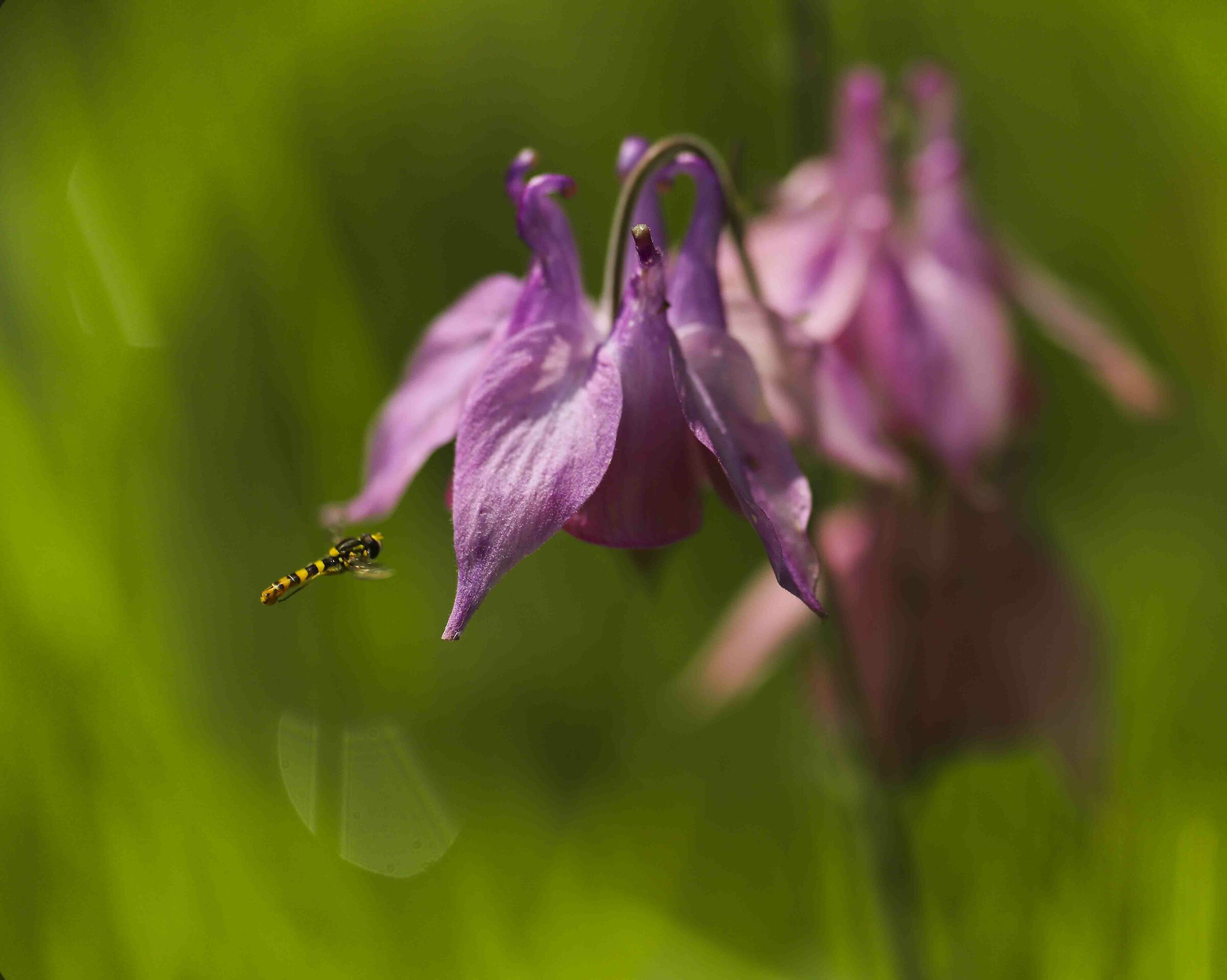Aquilegia