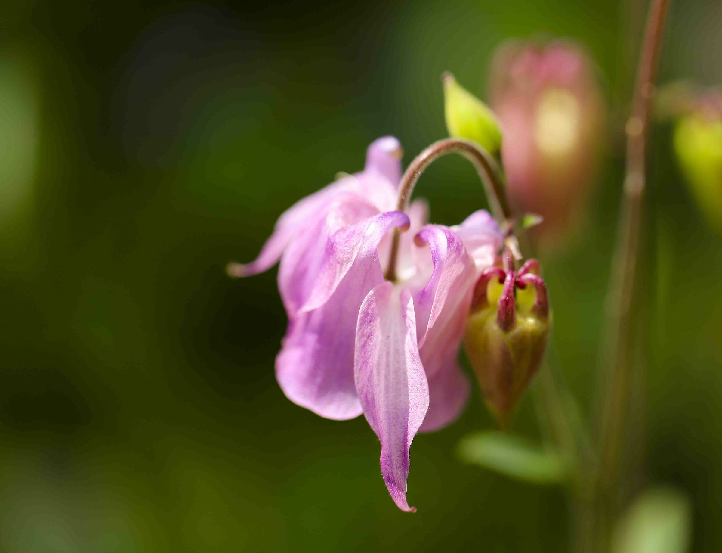 Aquilegia