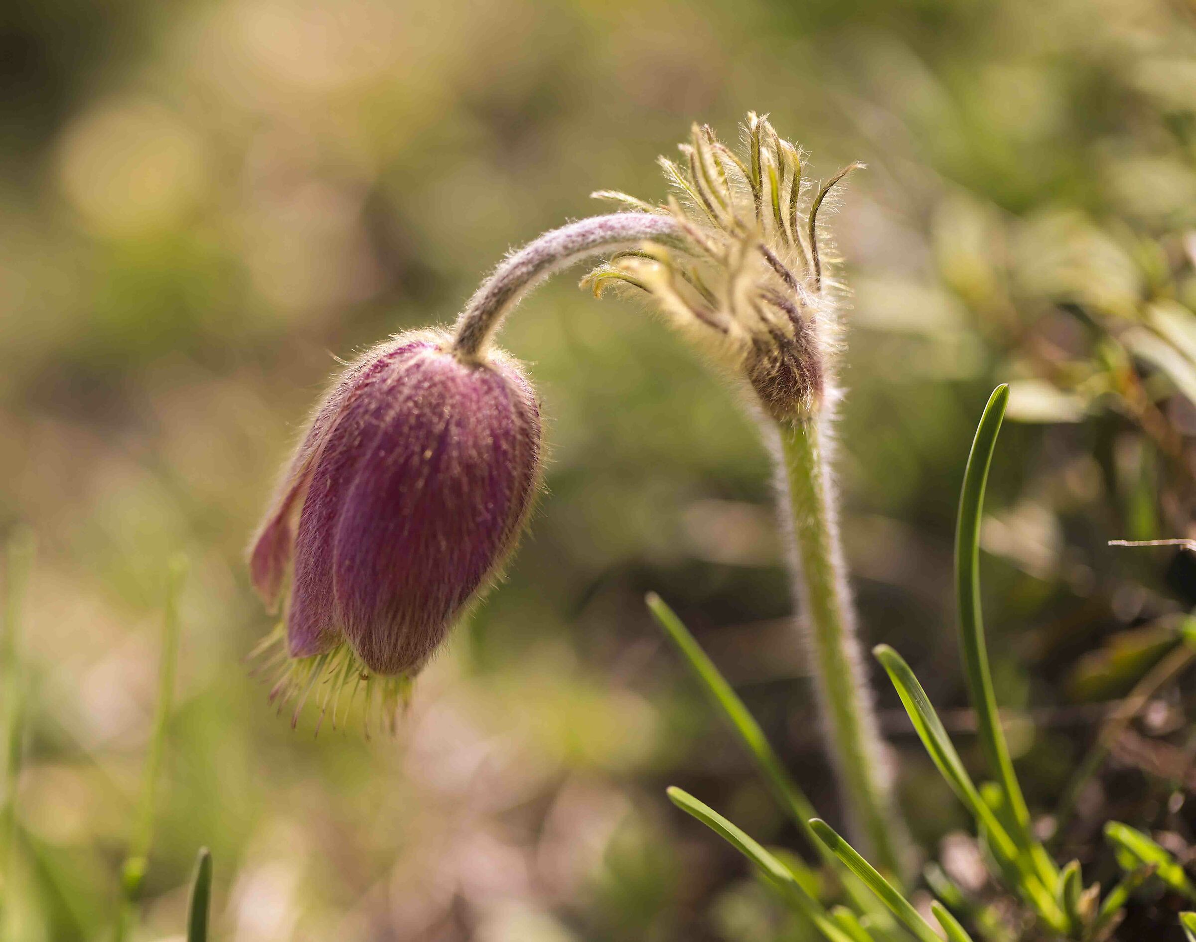 Anemone di primavera