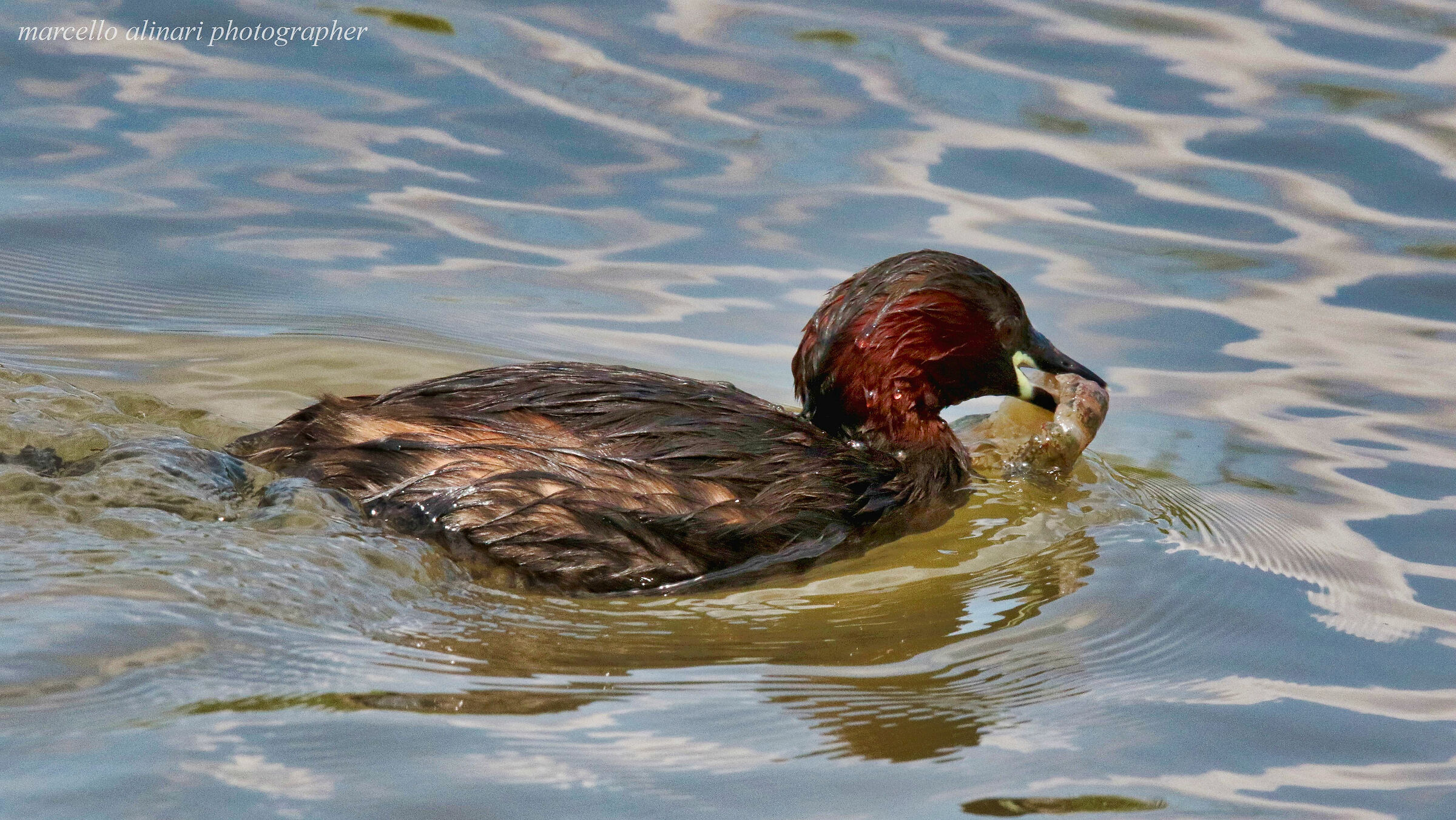 la caccia grossa del tuffetto. tutto pesce fresco!