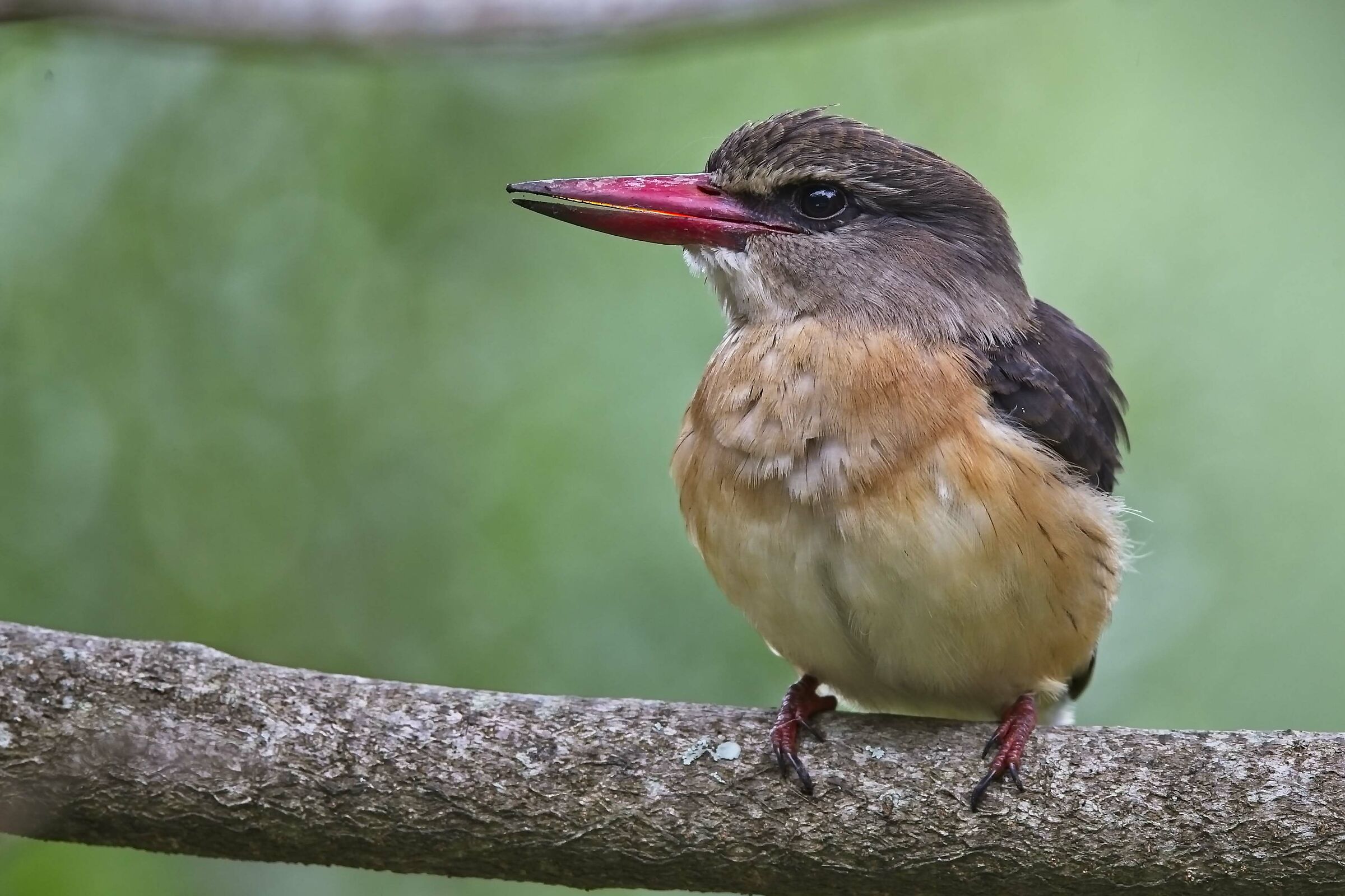 brown headed kingfisher