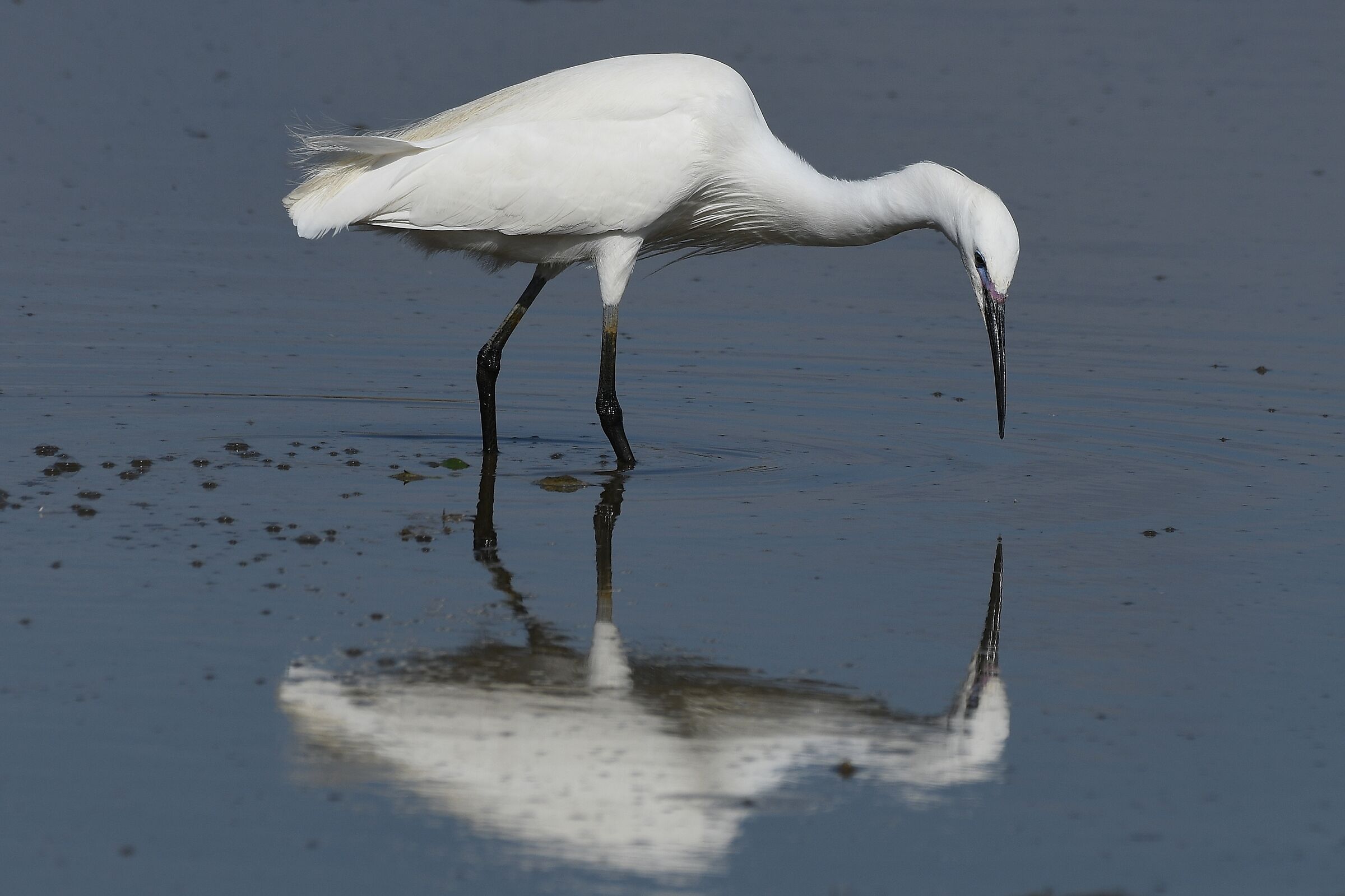 Egretta Egret