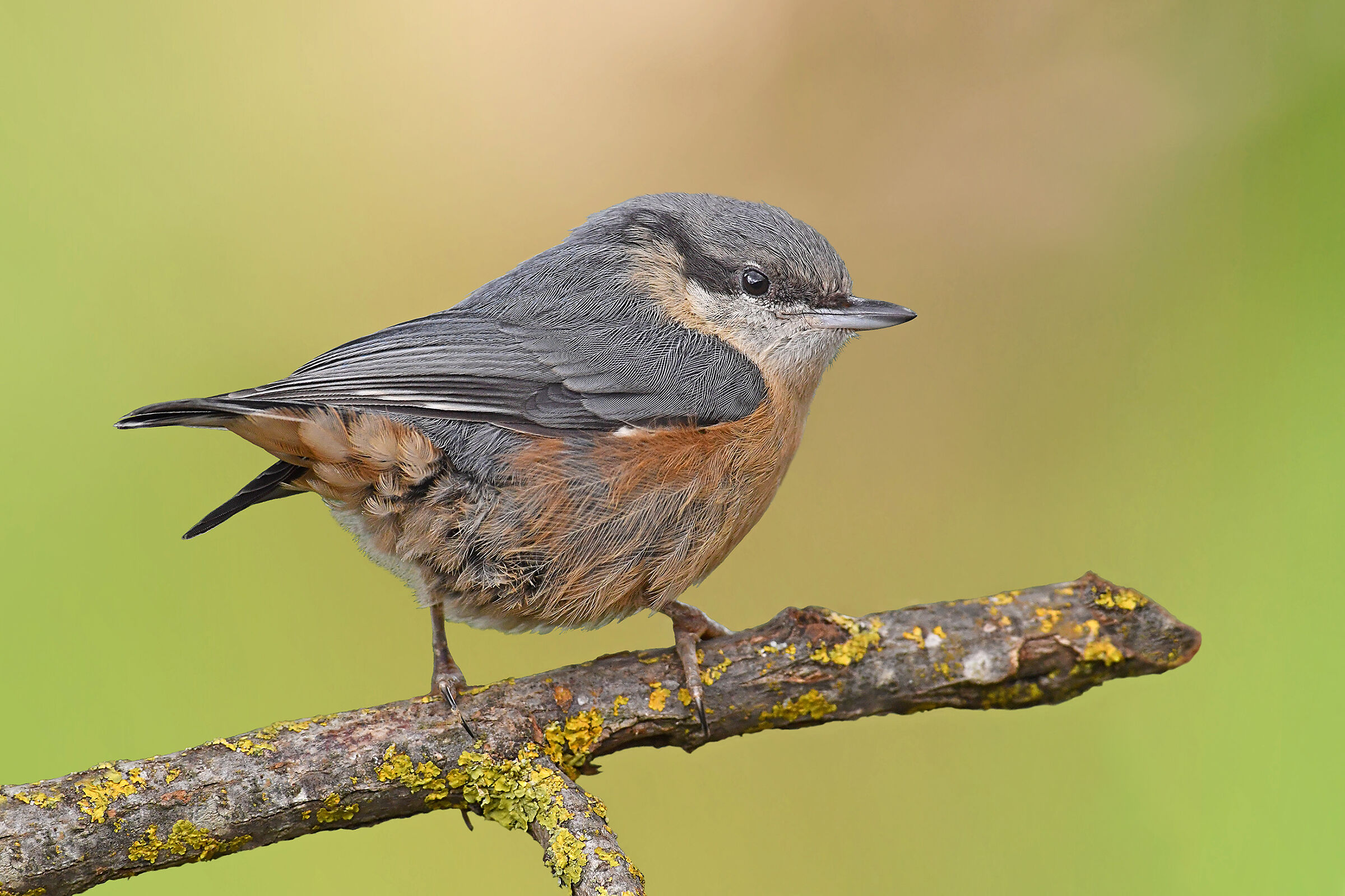 Storie di piume  10  ( Picchio muratore giovane )