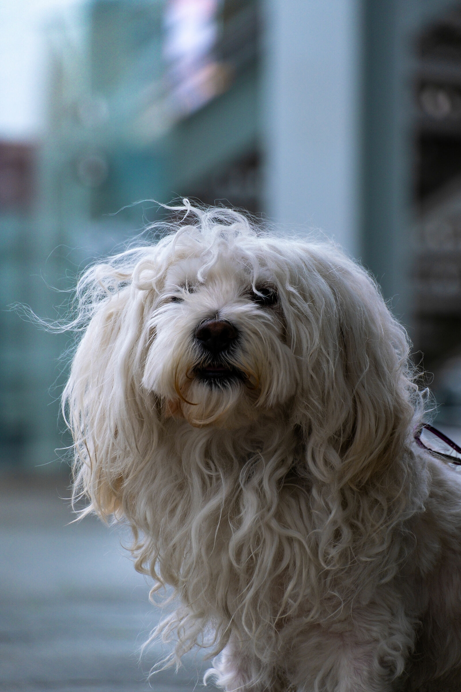 If the eyes could speak