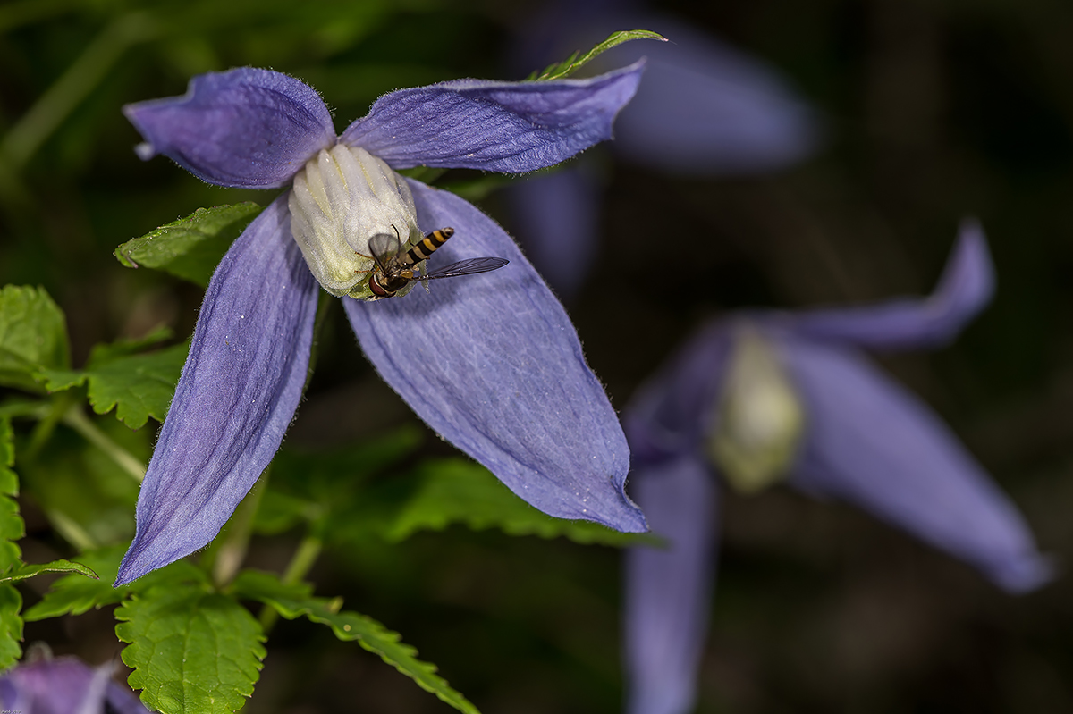 Clematis