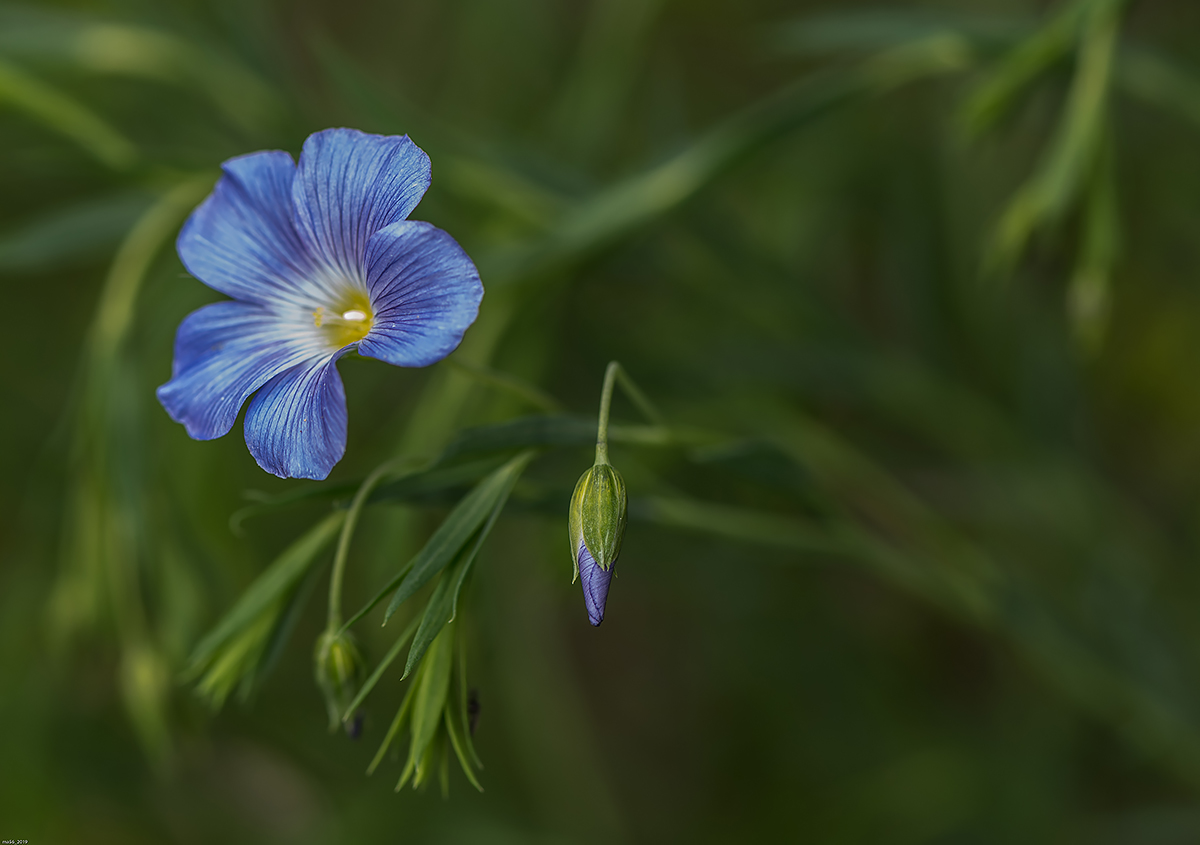 Celestial Flax