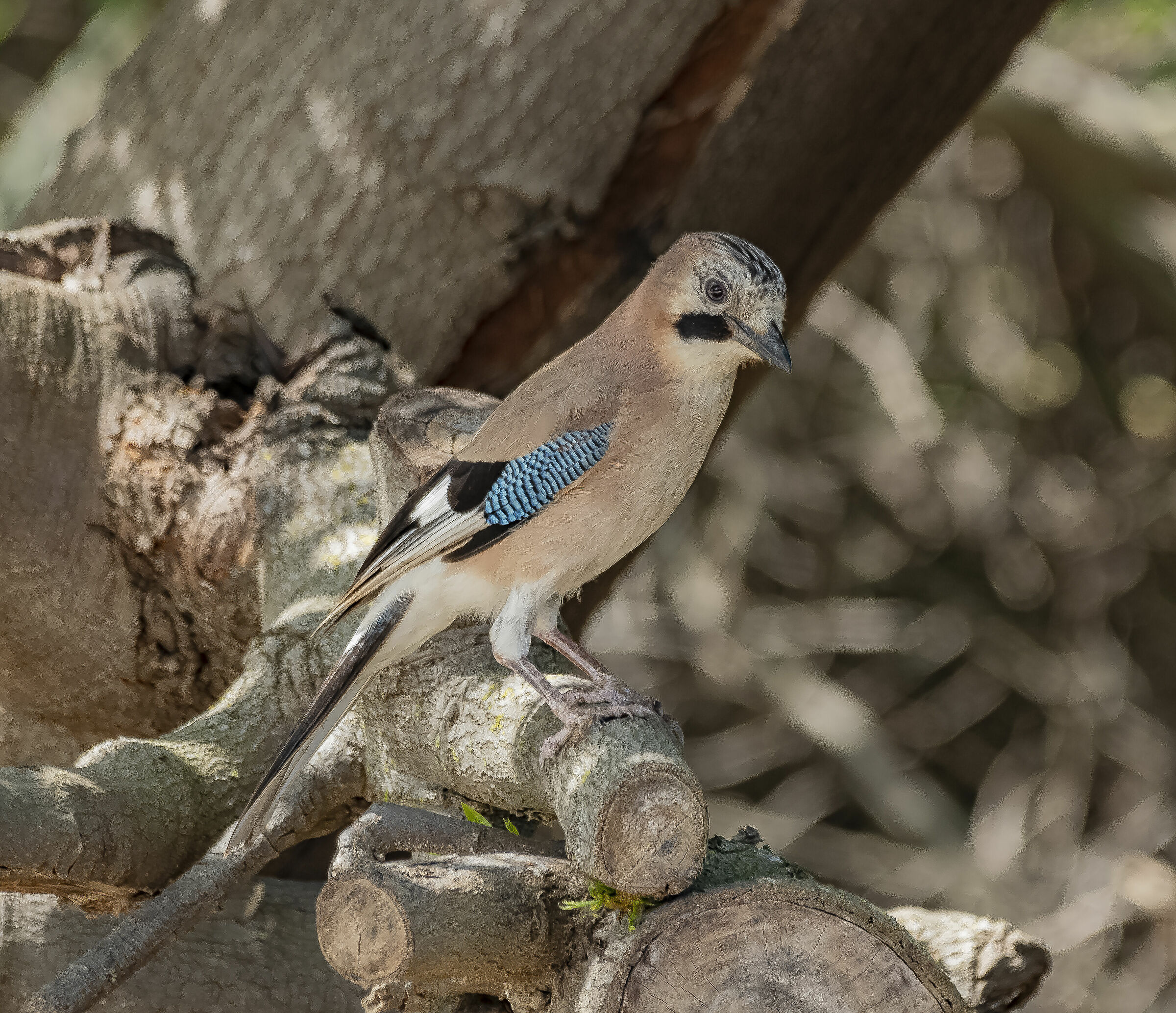 Common Jay