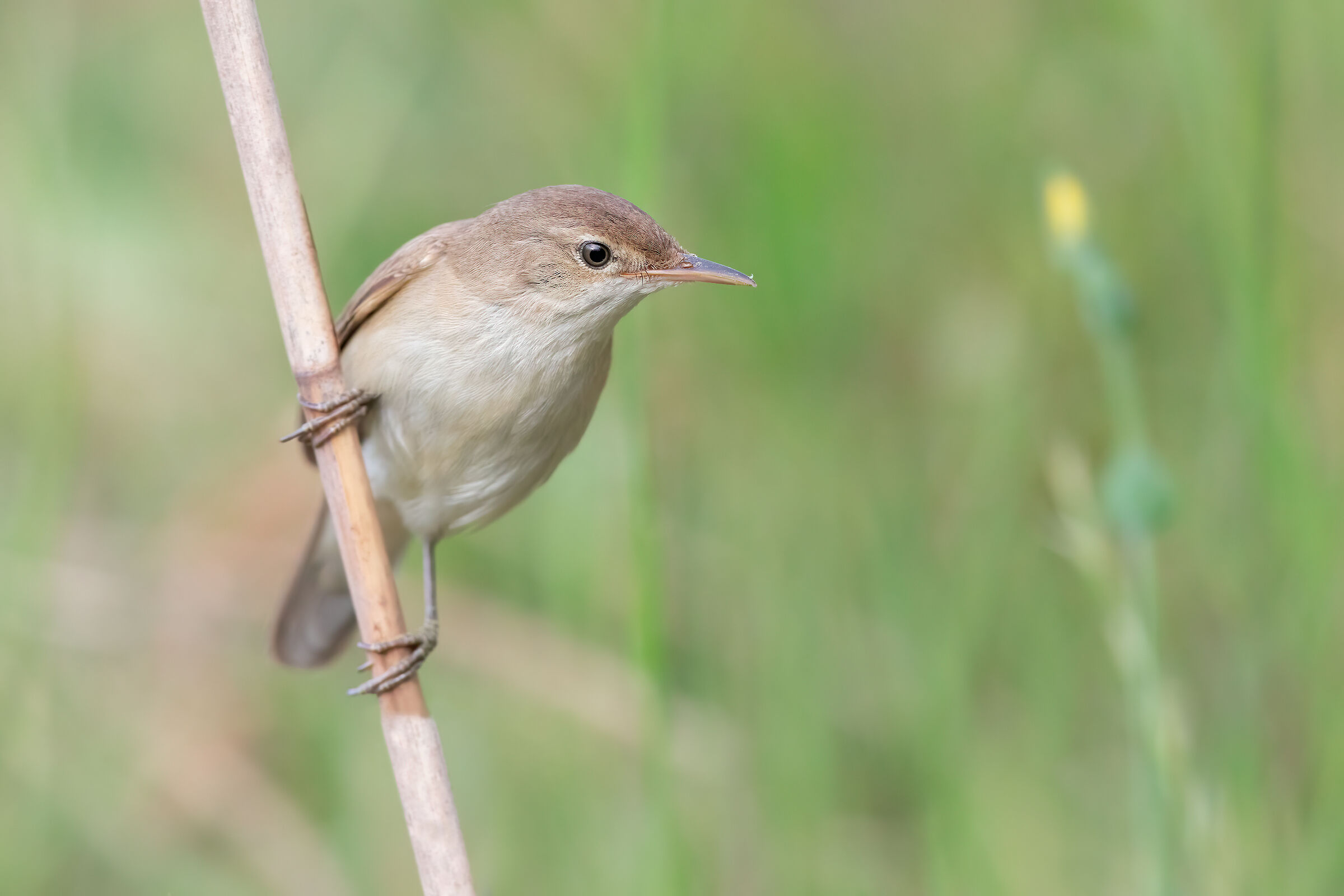 Reed Warbler