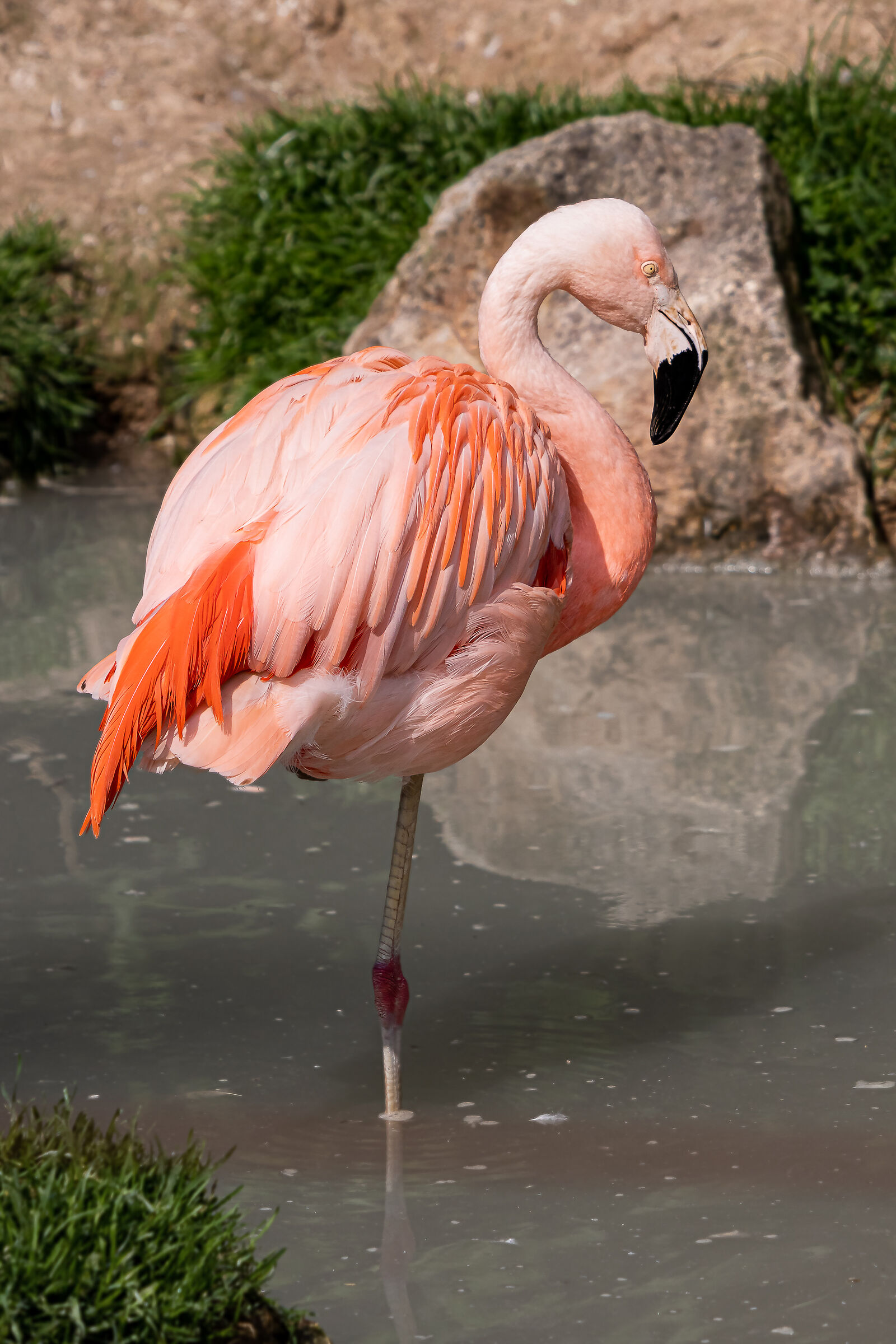 Pink Flamingo