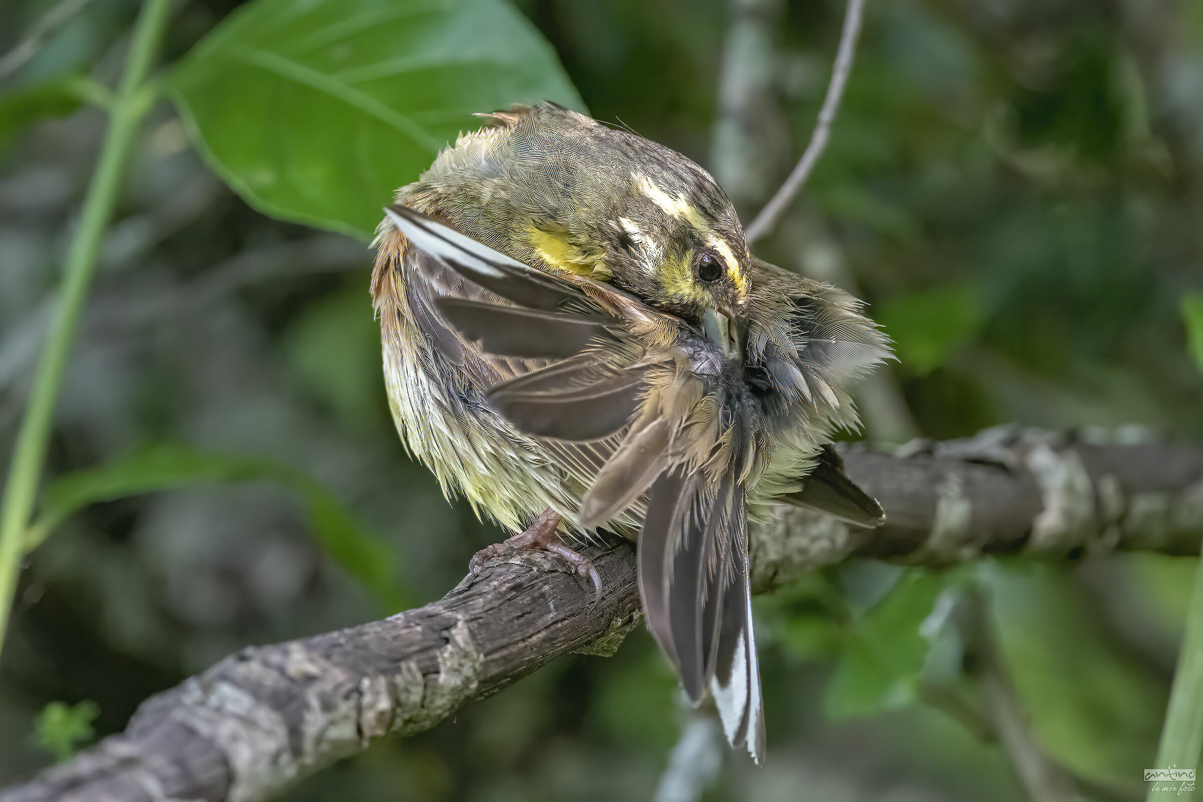I make myself handsome, black Yellowhammer