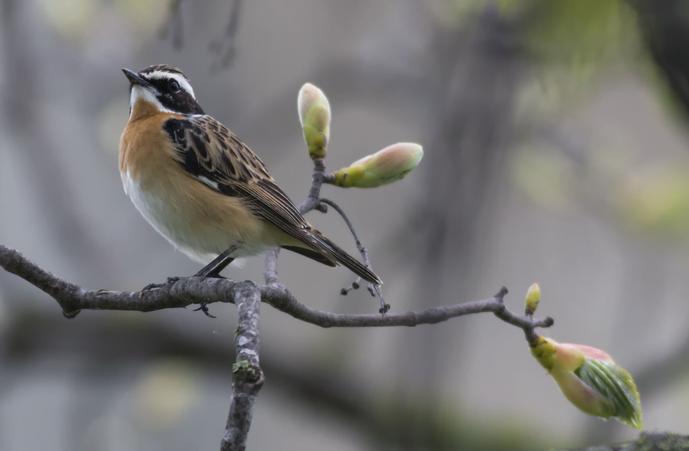 Whinchat