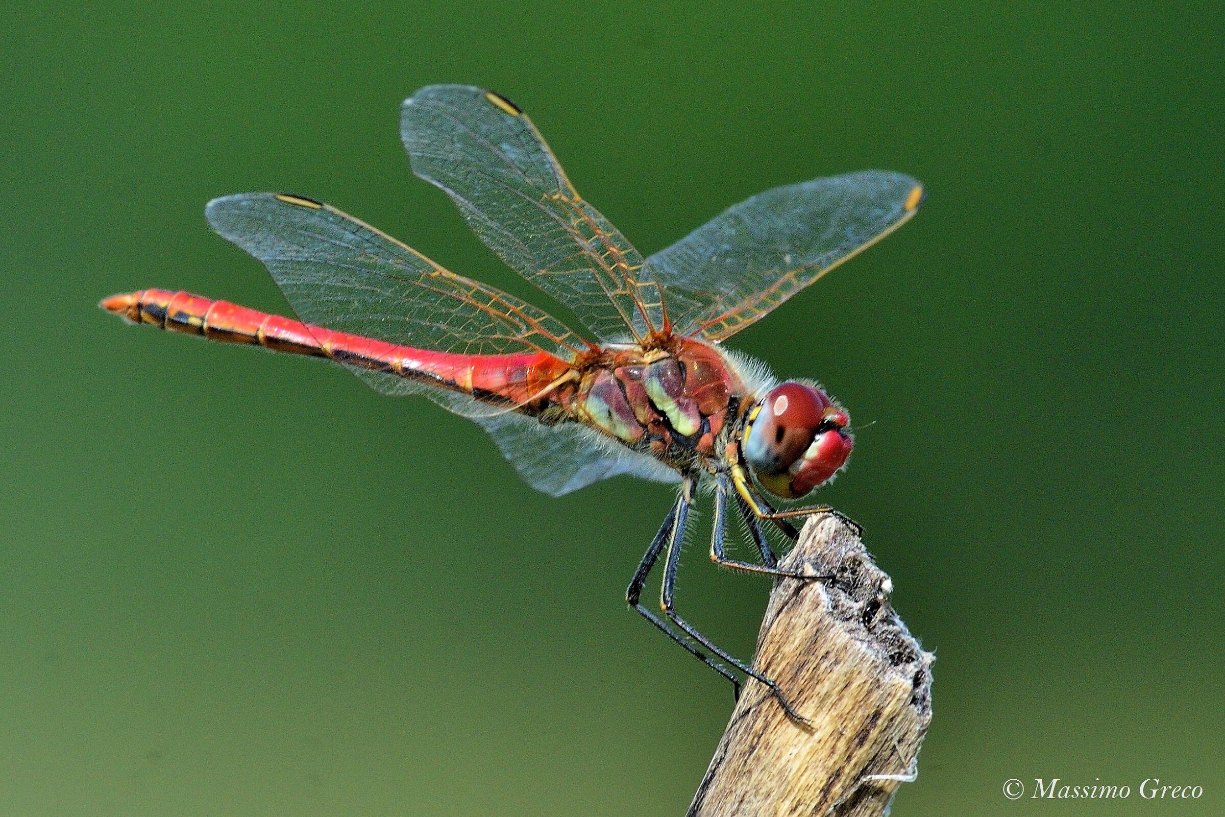 Sympetrum Sanguineum