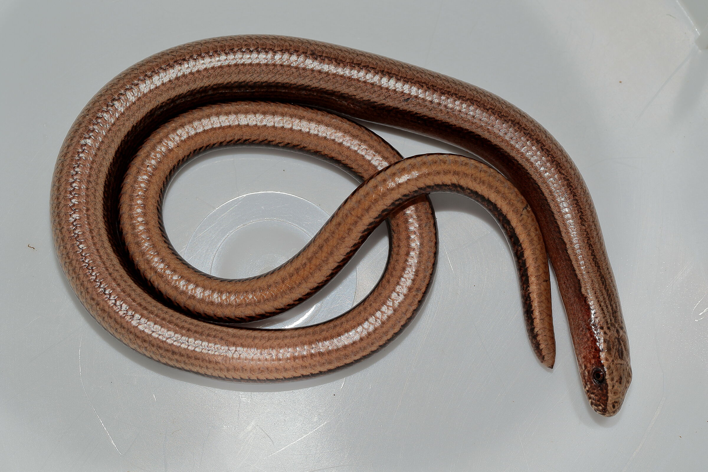 Slow worm