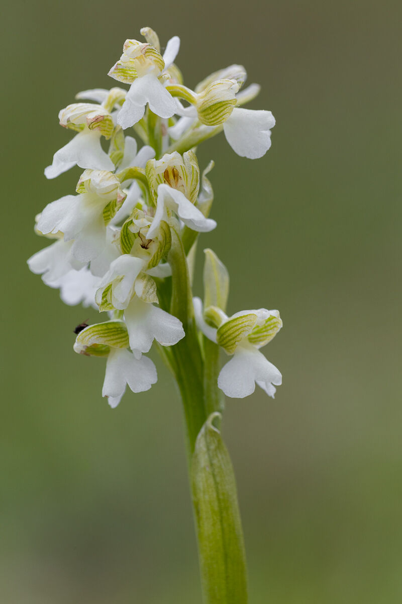 Lesser Orchid (Anacamptis morio)-Orobie Alps...