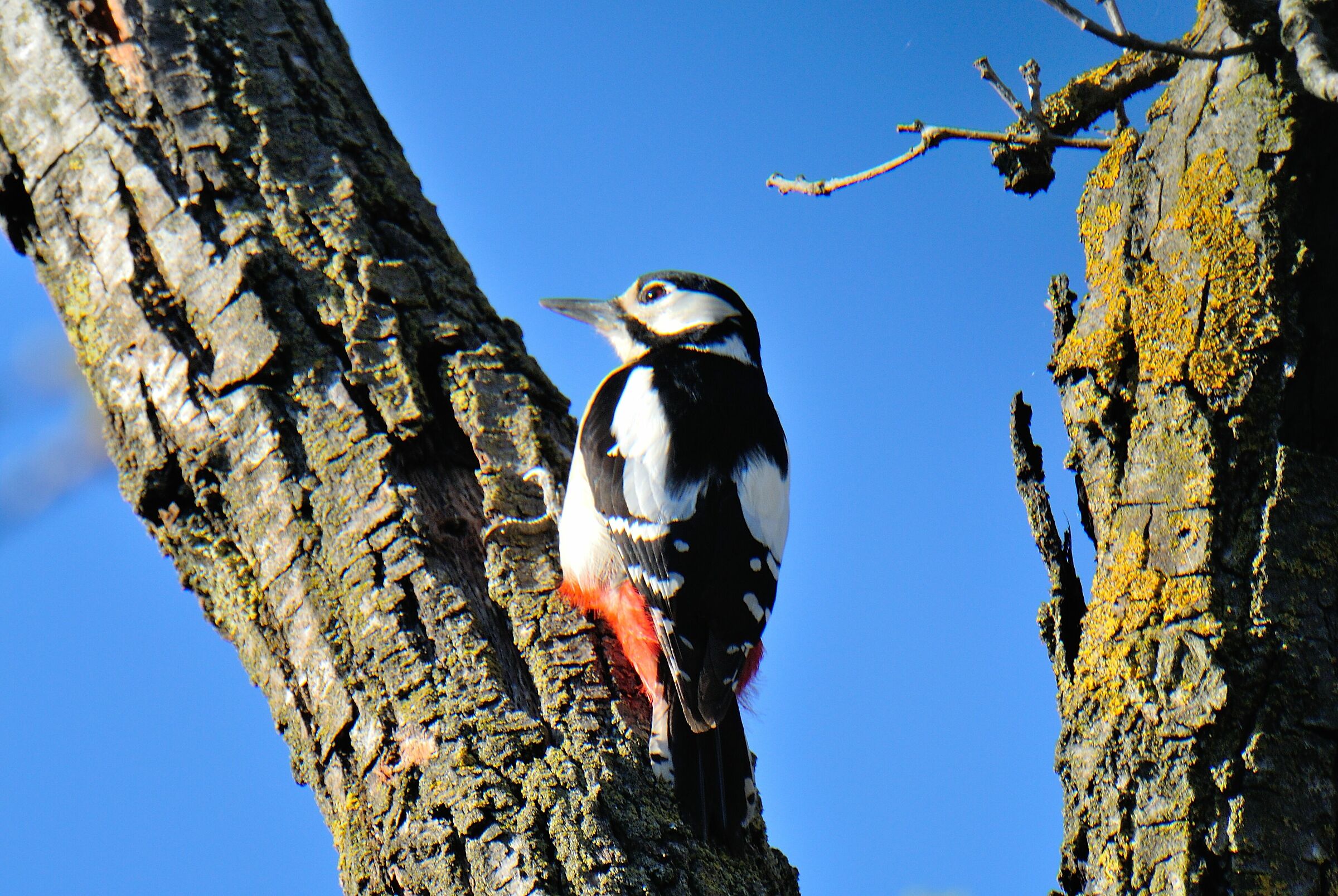 Picchio rosso maggiore