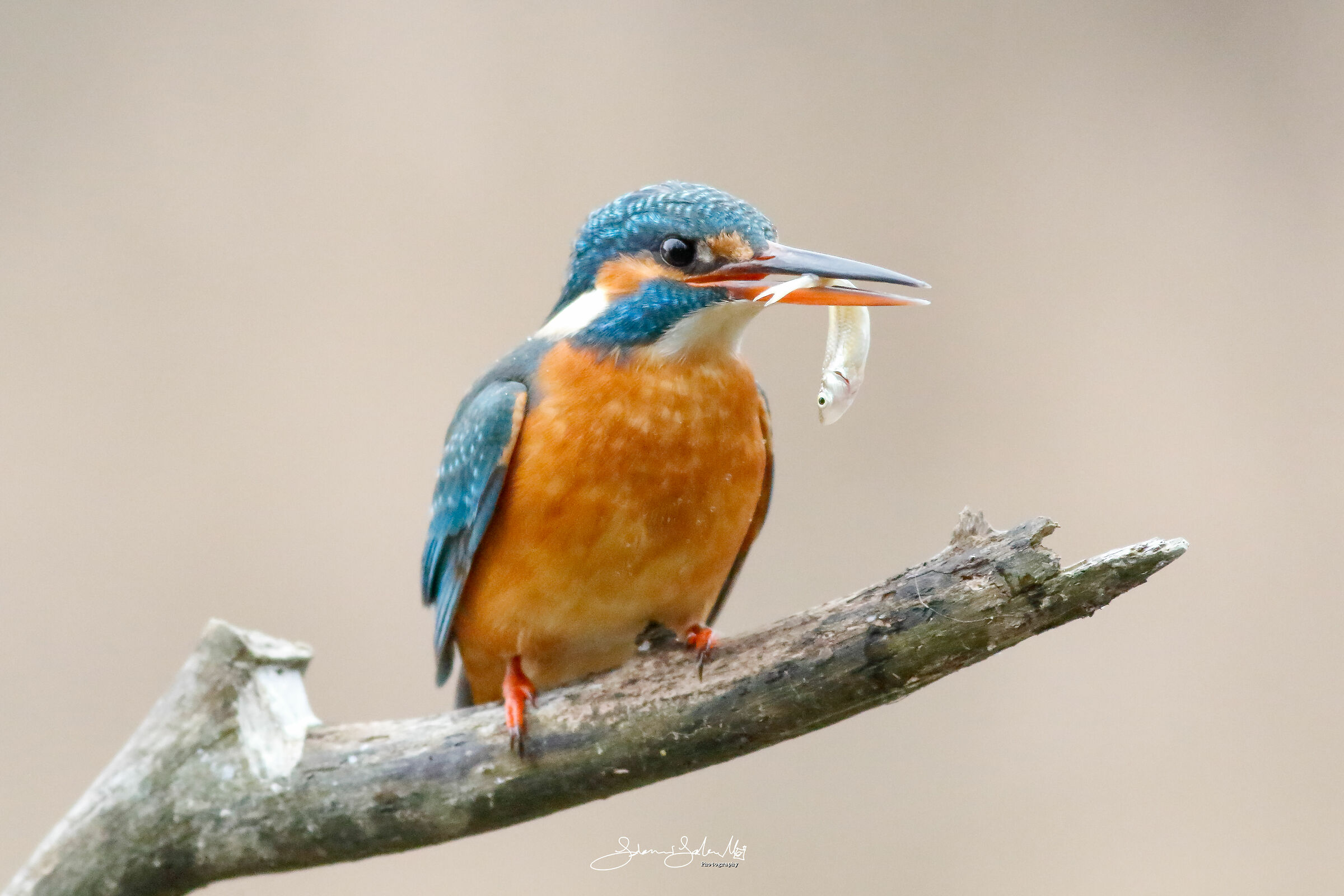 Il Martin pescatore (Alcedo atthis, Linnaeus, 1758)