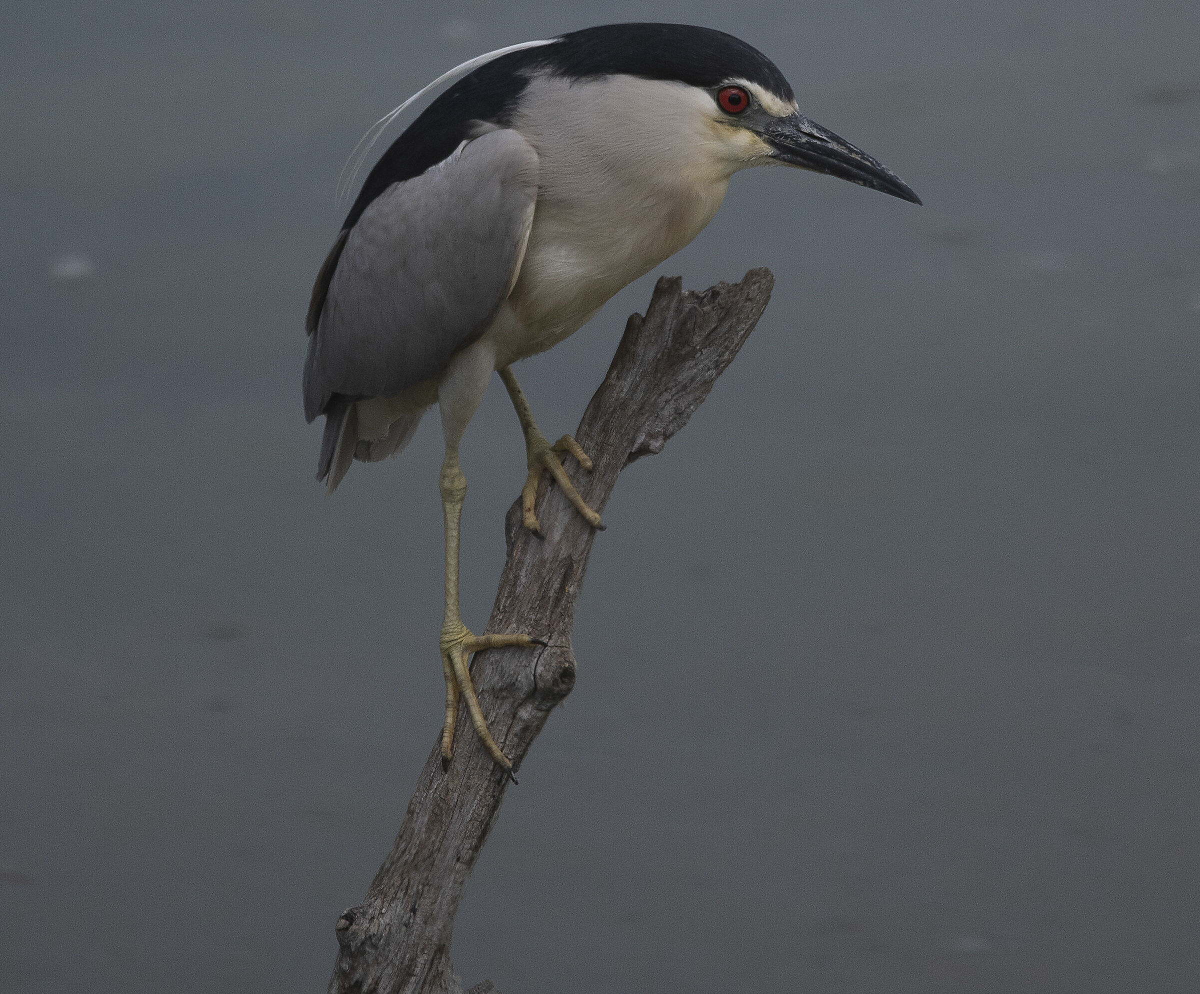 Night Heron
