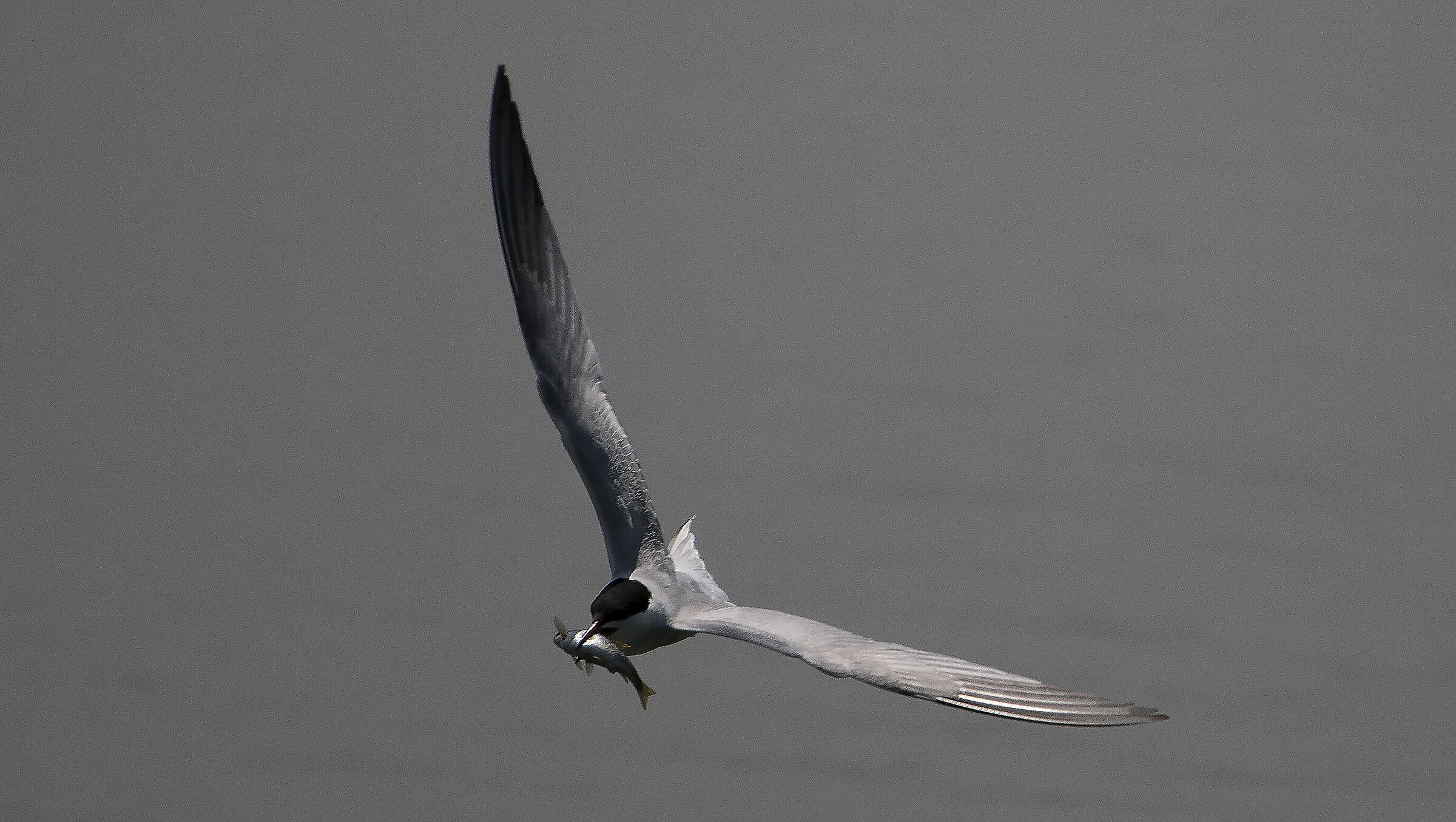 Tern