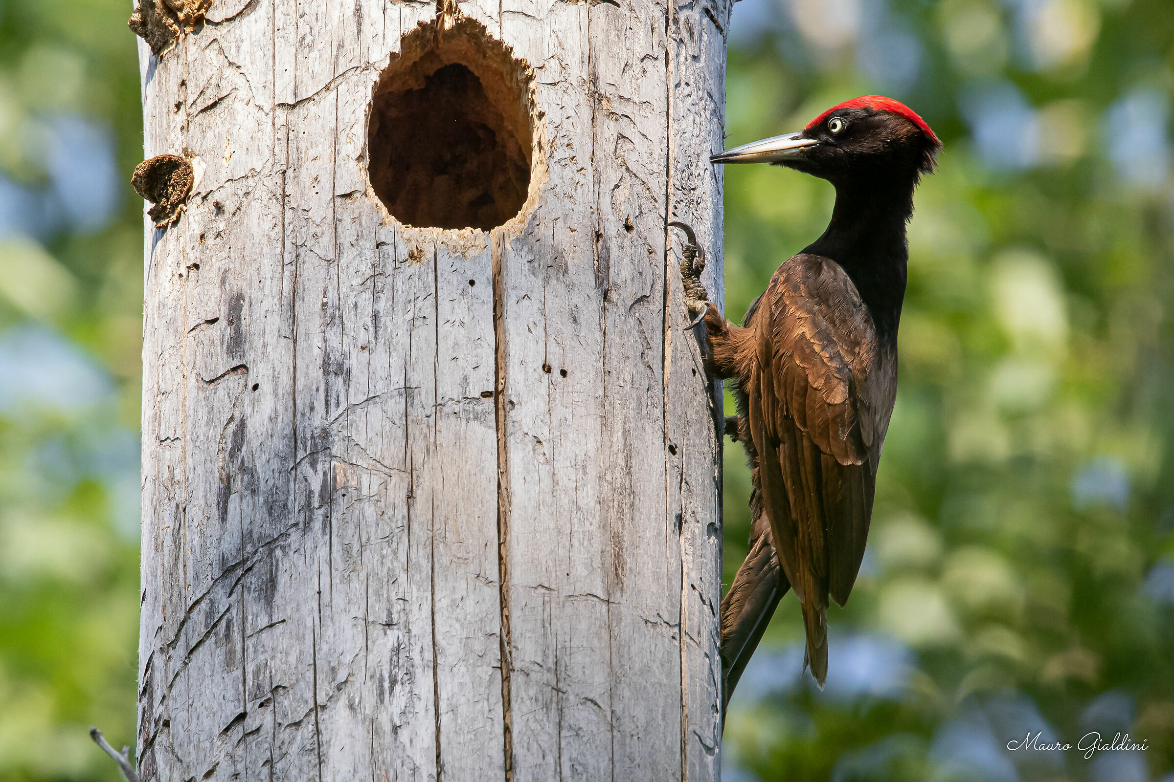 Male Black Woodpeckers