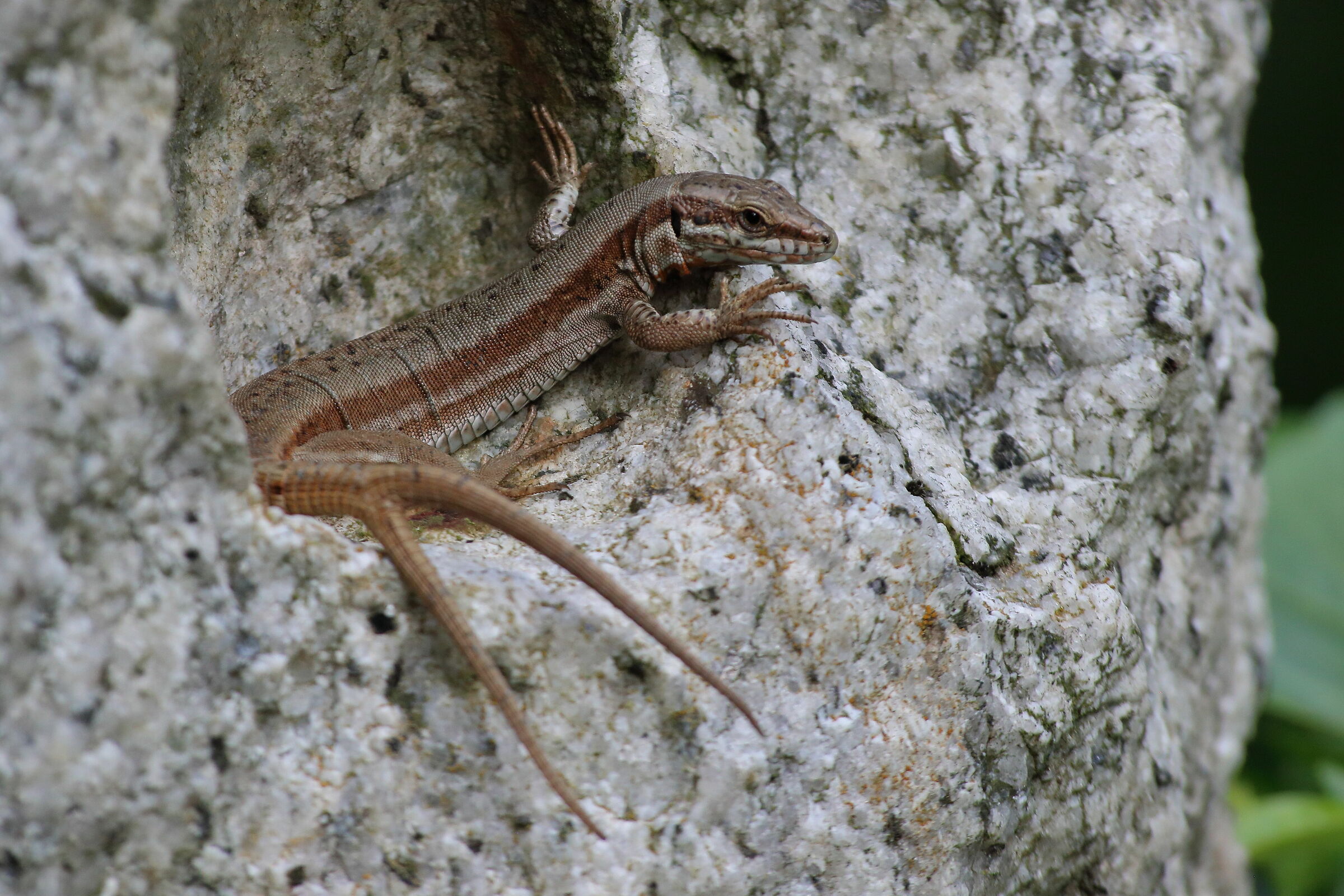 lucertola o sirena??