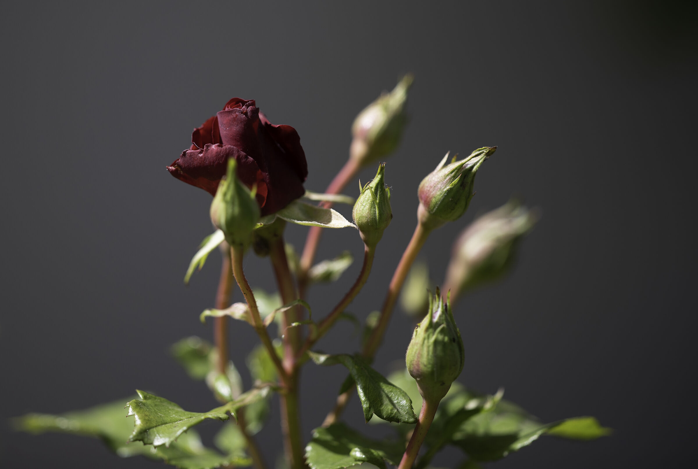 Roses in my garden...
