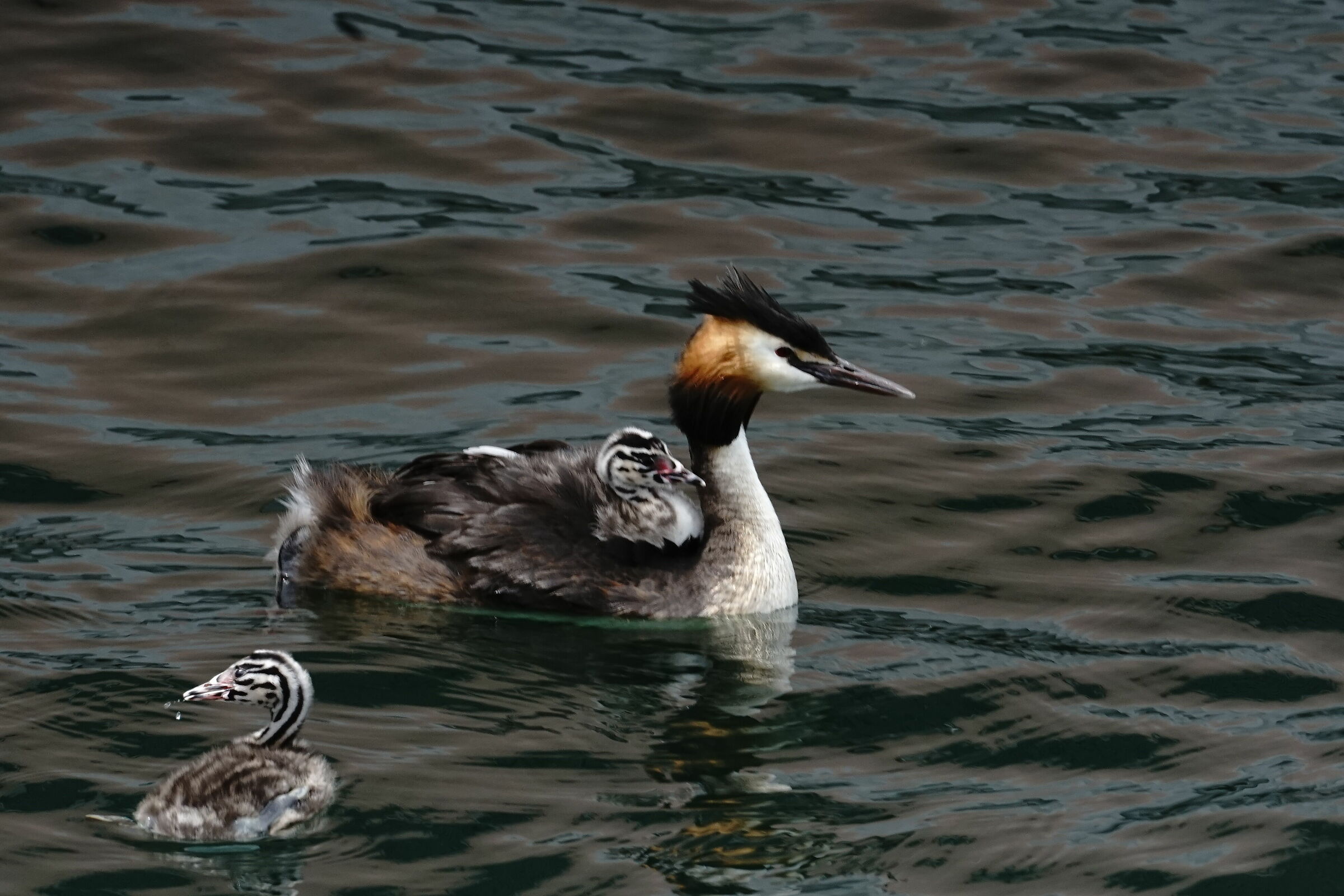 Grebe and Offspring
