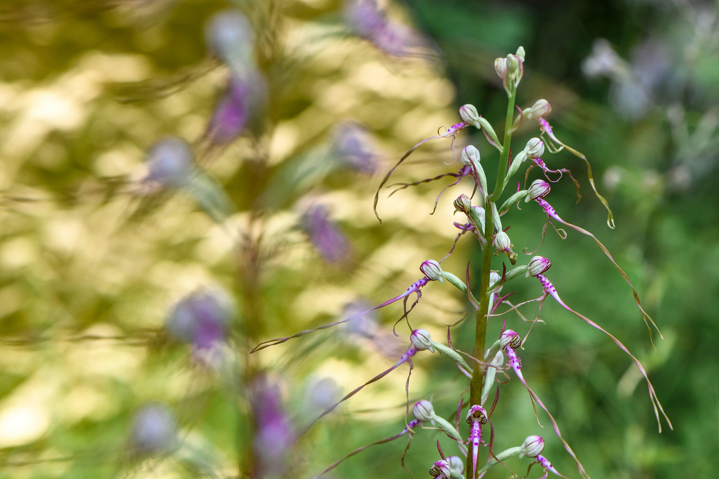 Himantoglossum Adriaticum
