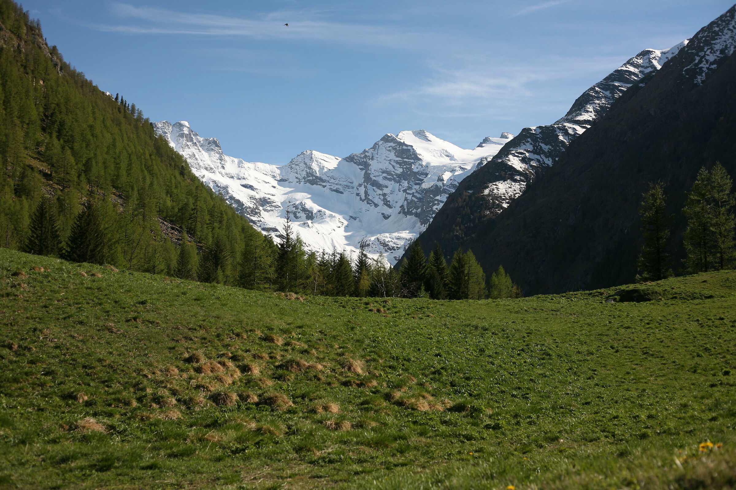 GranParadiso visto da Valnontey