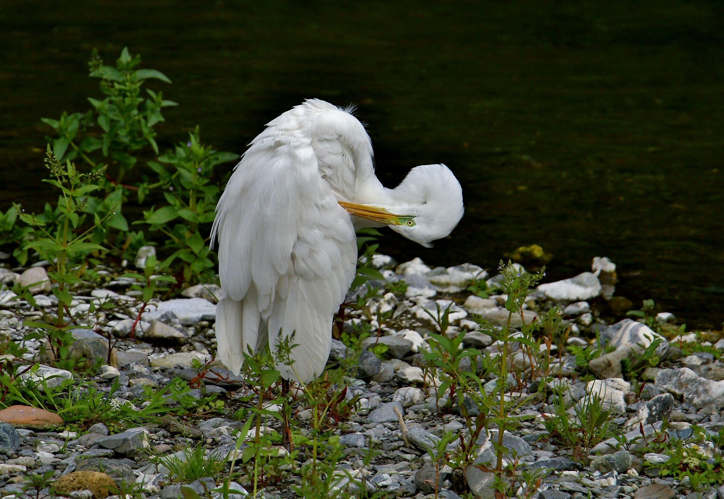 White Heron contortionist