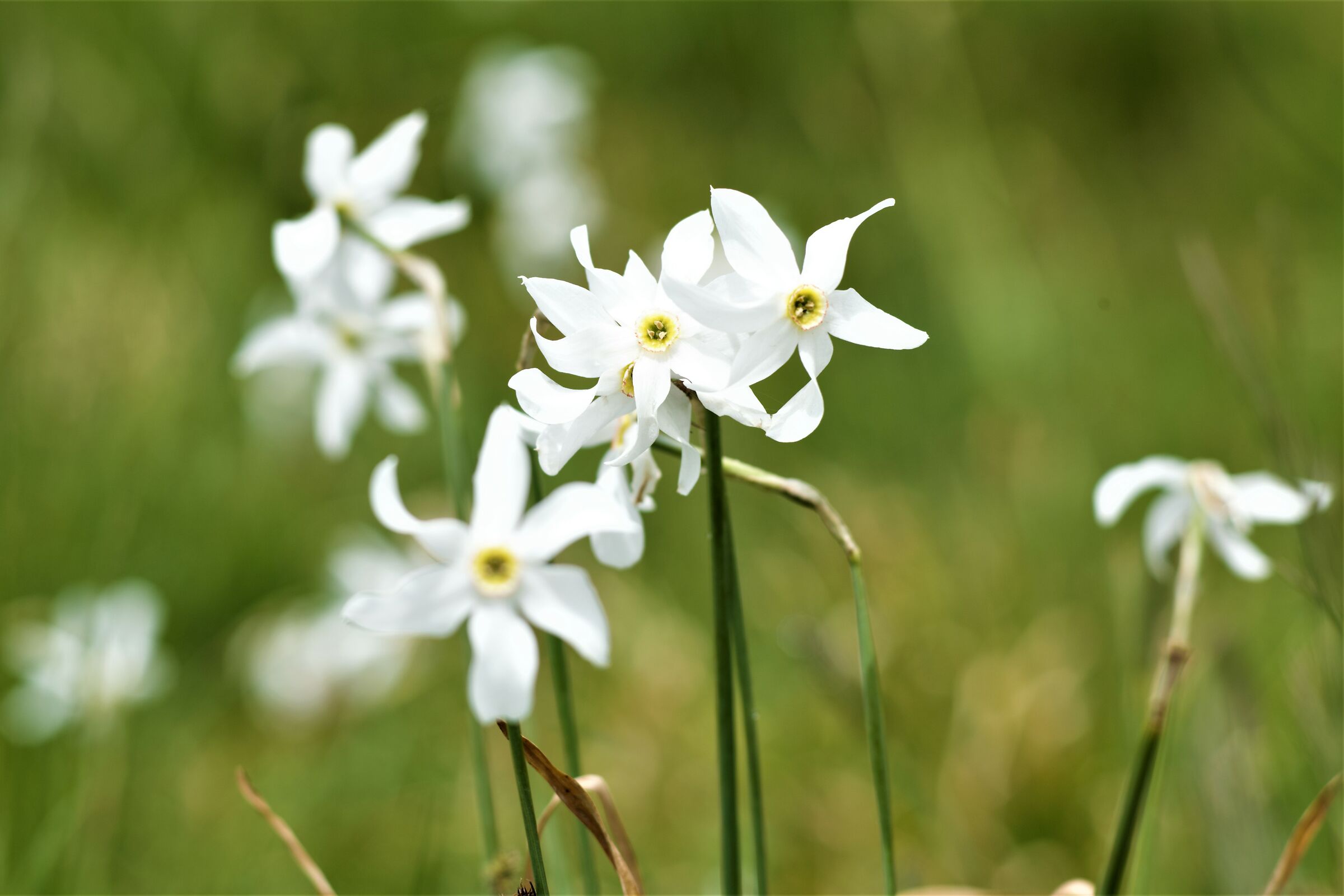 la bellezza del narciso....