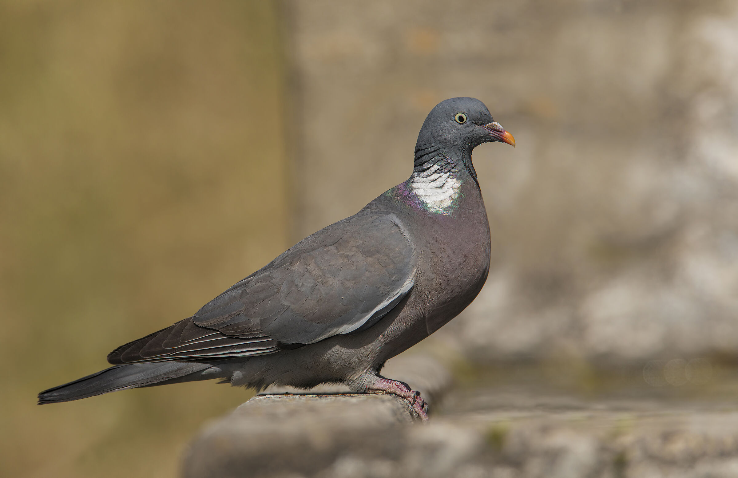 Wood Pigeon (Columba palumbus)