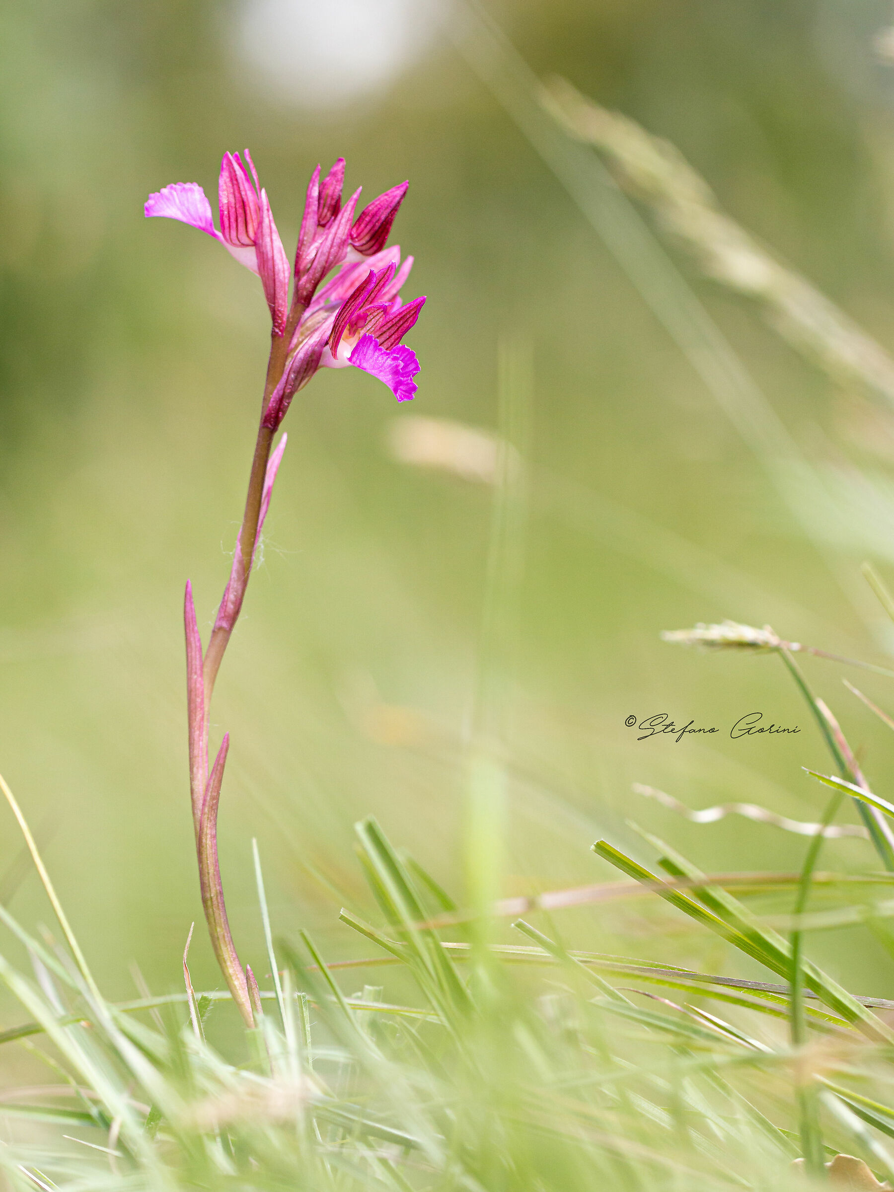 Papilionacea Anacamptis