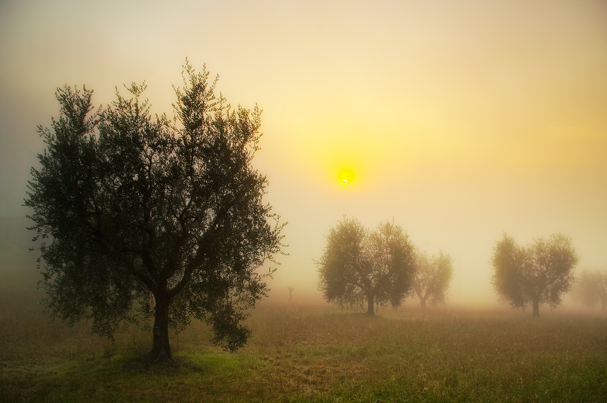 The olive grove of Our Lady of Mount Carmel