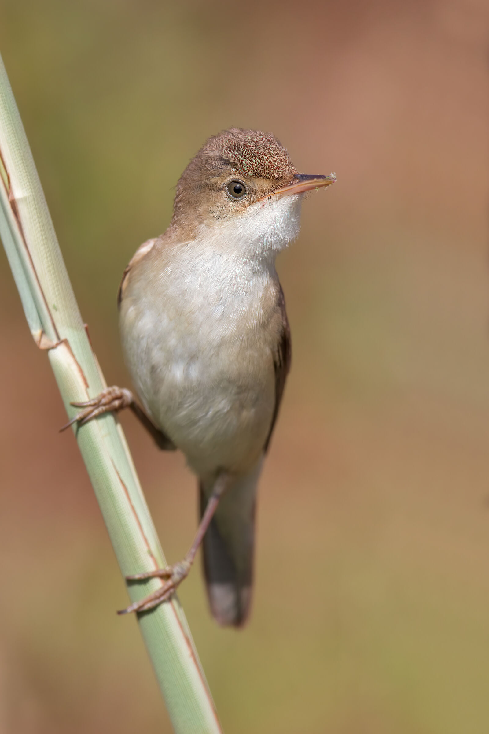 Reed Warbler