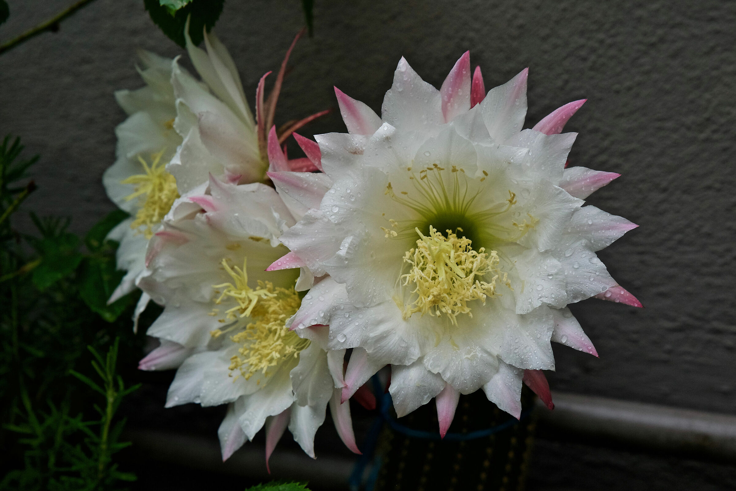 bagnati dalla pioggia