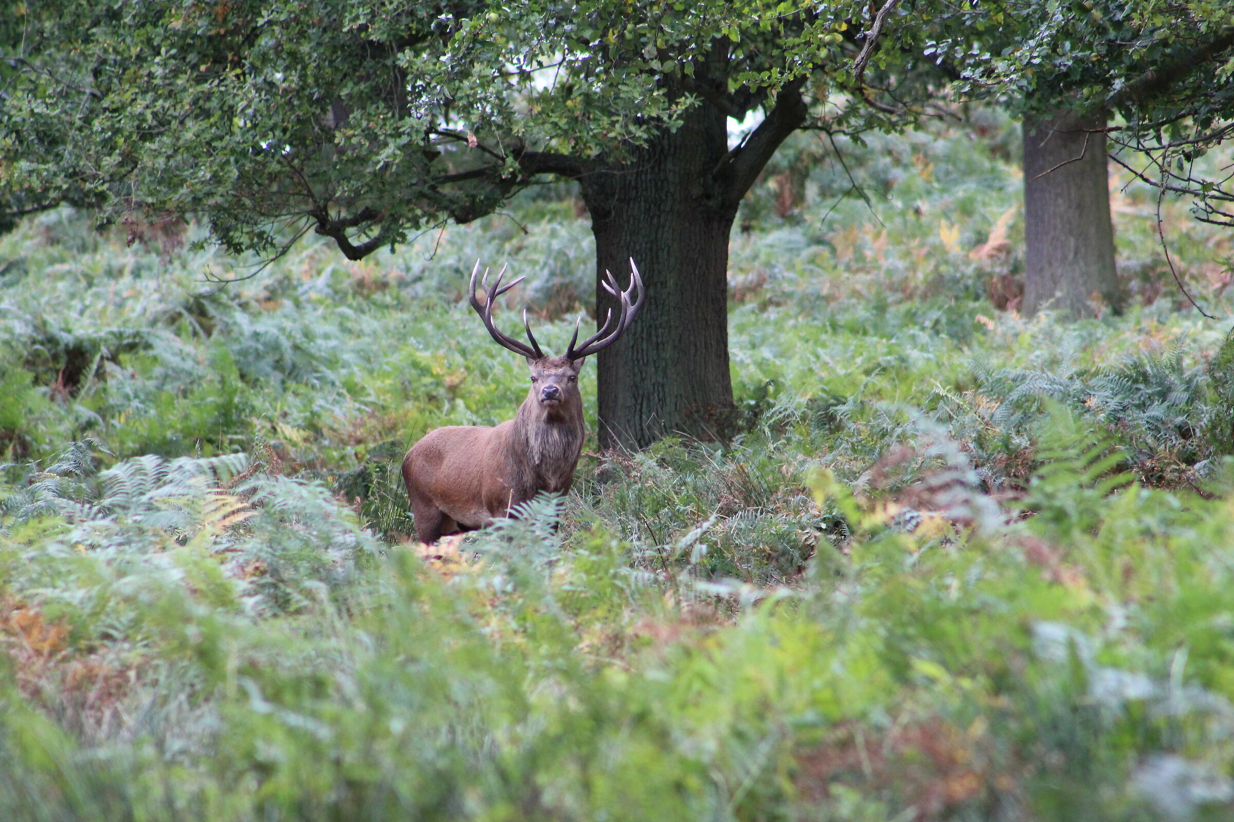 Stag (Bradgate Park )